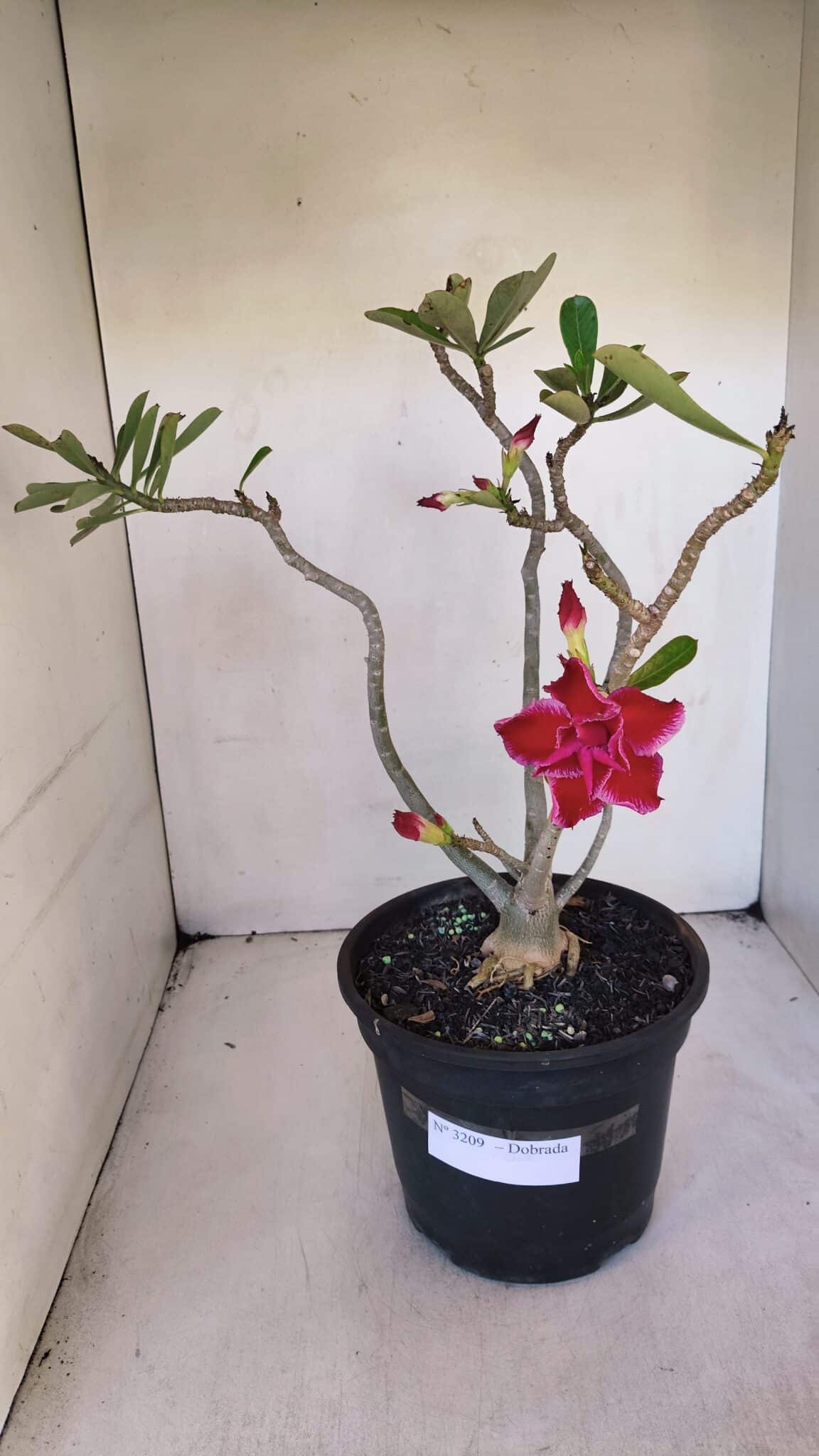 Planta Dobrada 3209 – 40cm – 03 anos