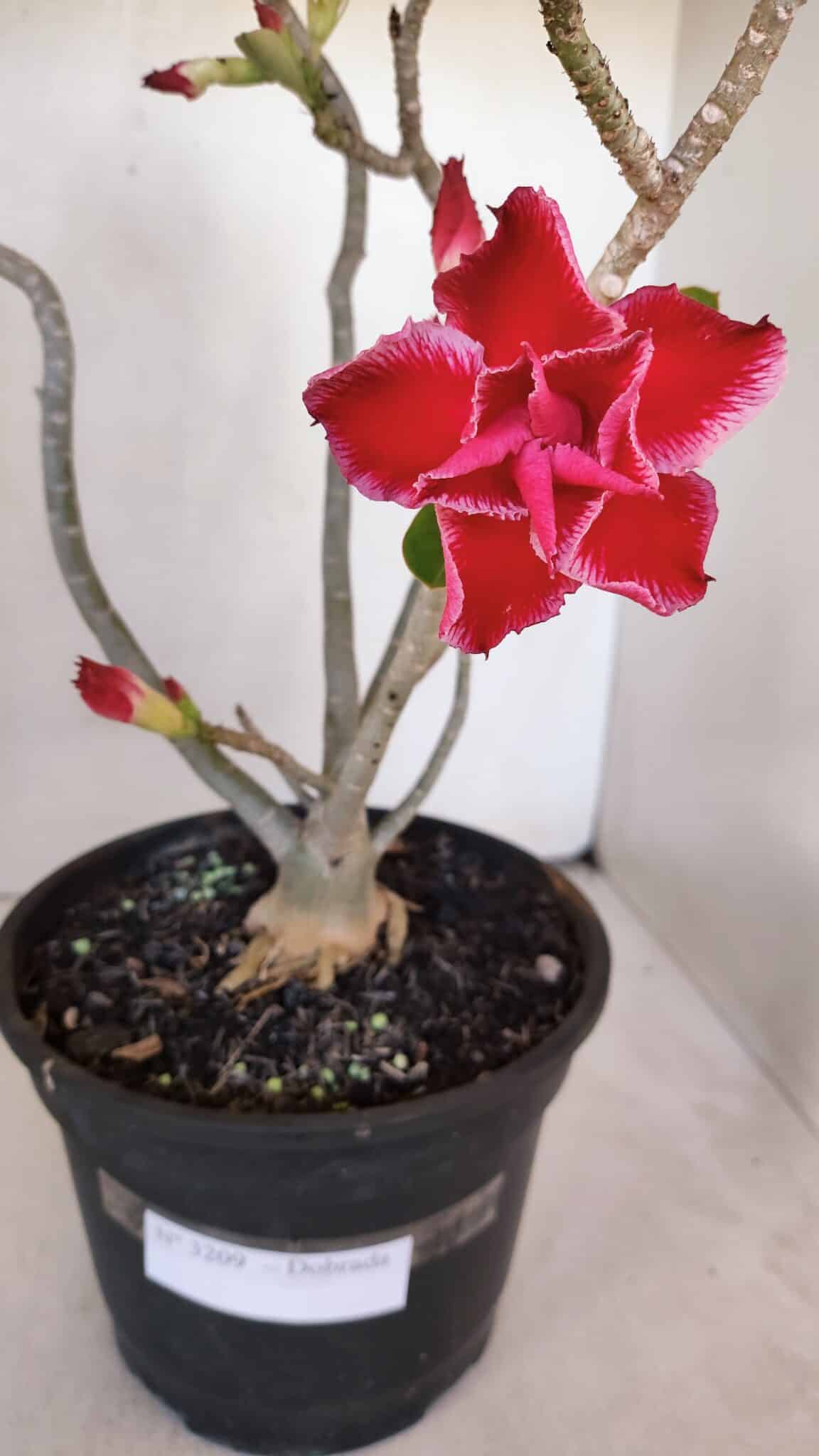 Planta Dobrada 3209 – 40cm – 03 anos