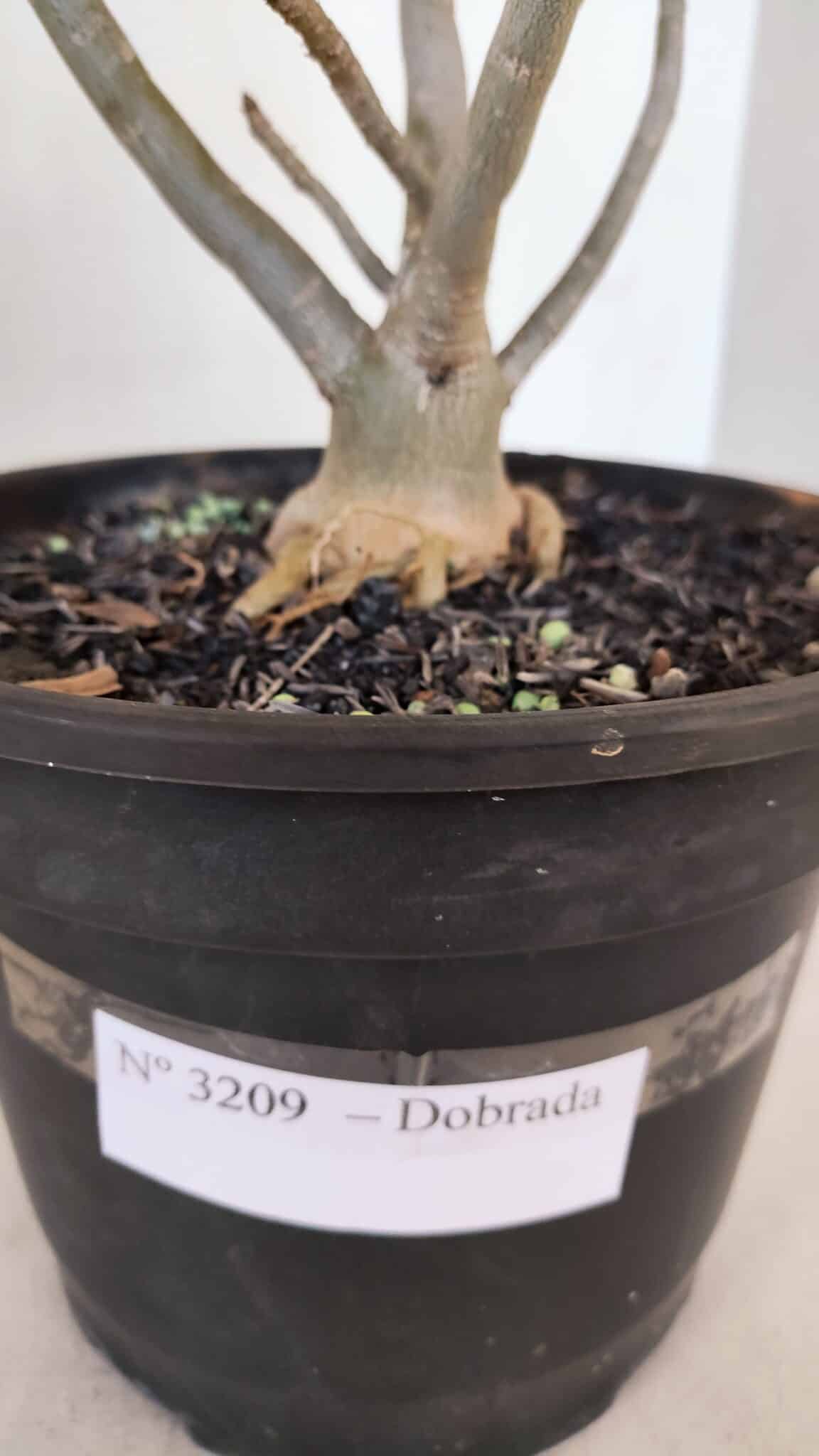 Planta Dobrada 3209 – 40cm – 03 anos