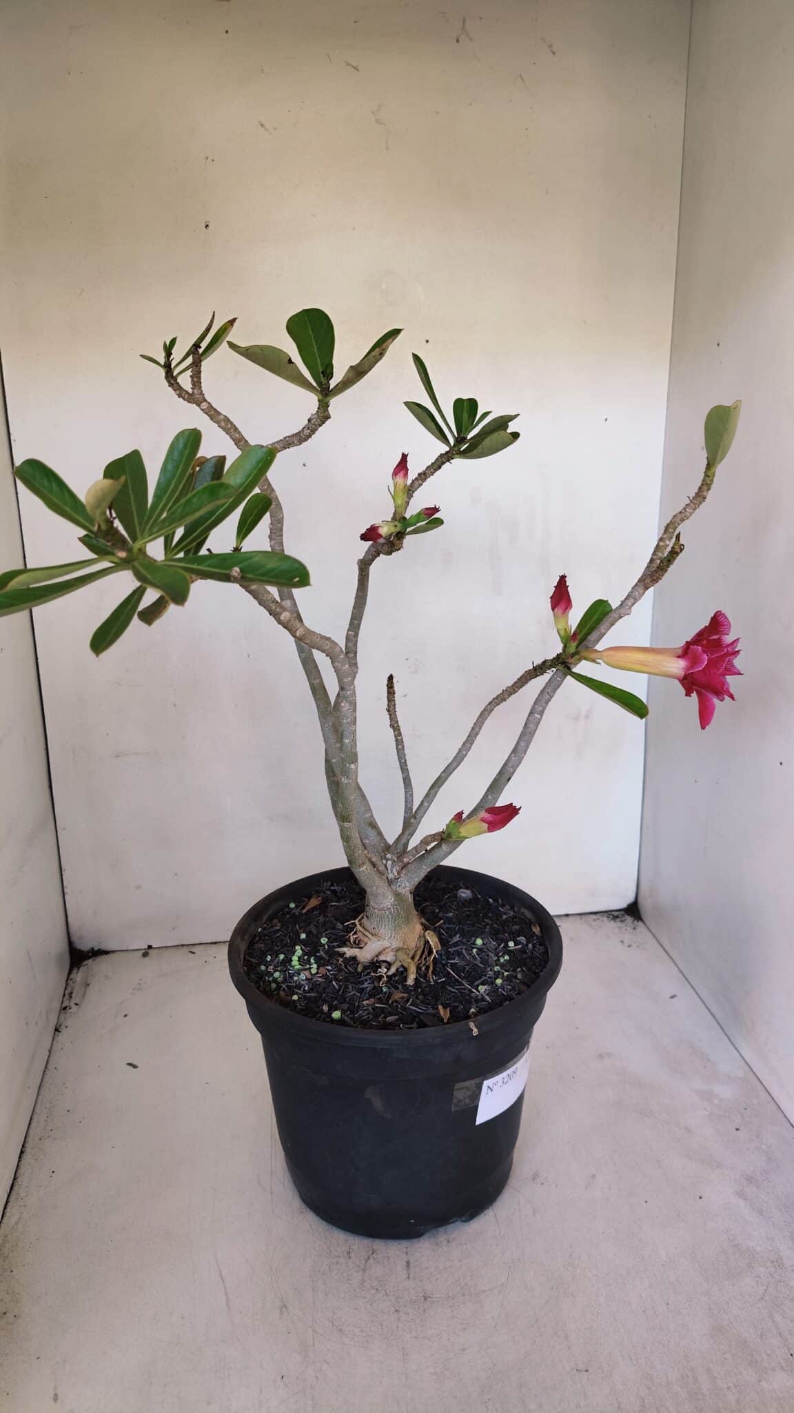Planta Dobrada 3209 – 40cm – 03 anos