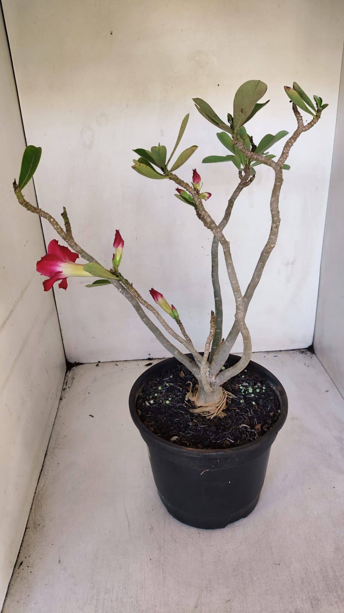 Planta Dobrada 3209 – 40cm – 03 anos