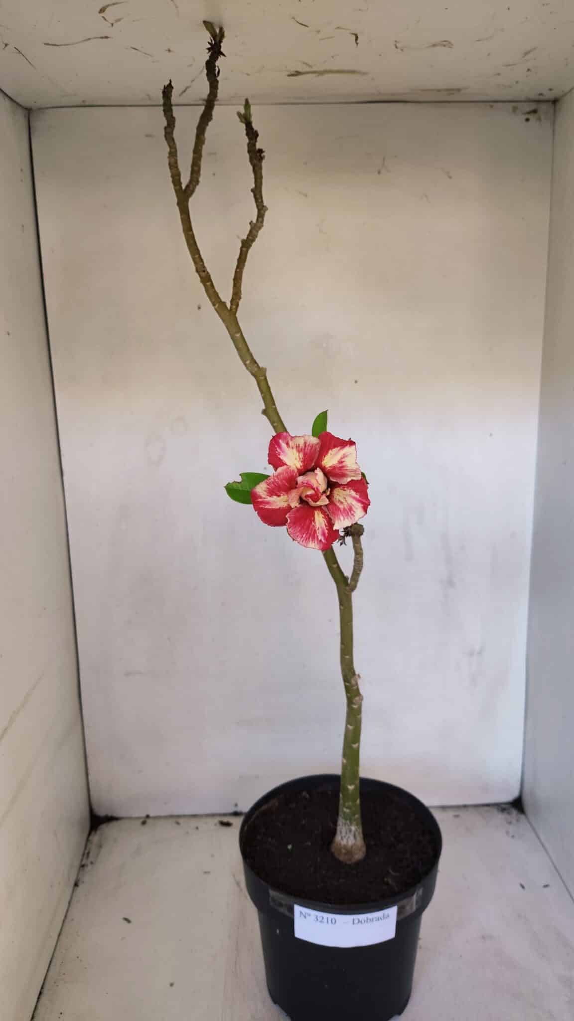 Planta Dobrada 3210 – 40cm – 03 anos - imagem 2