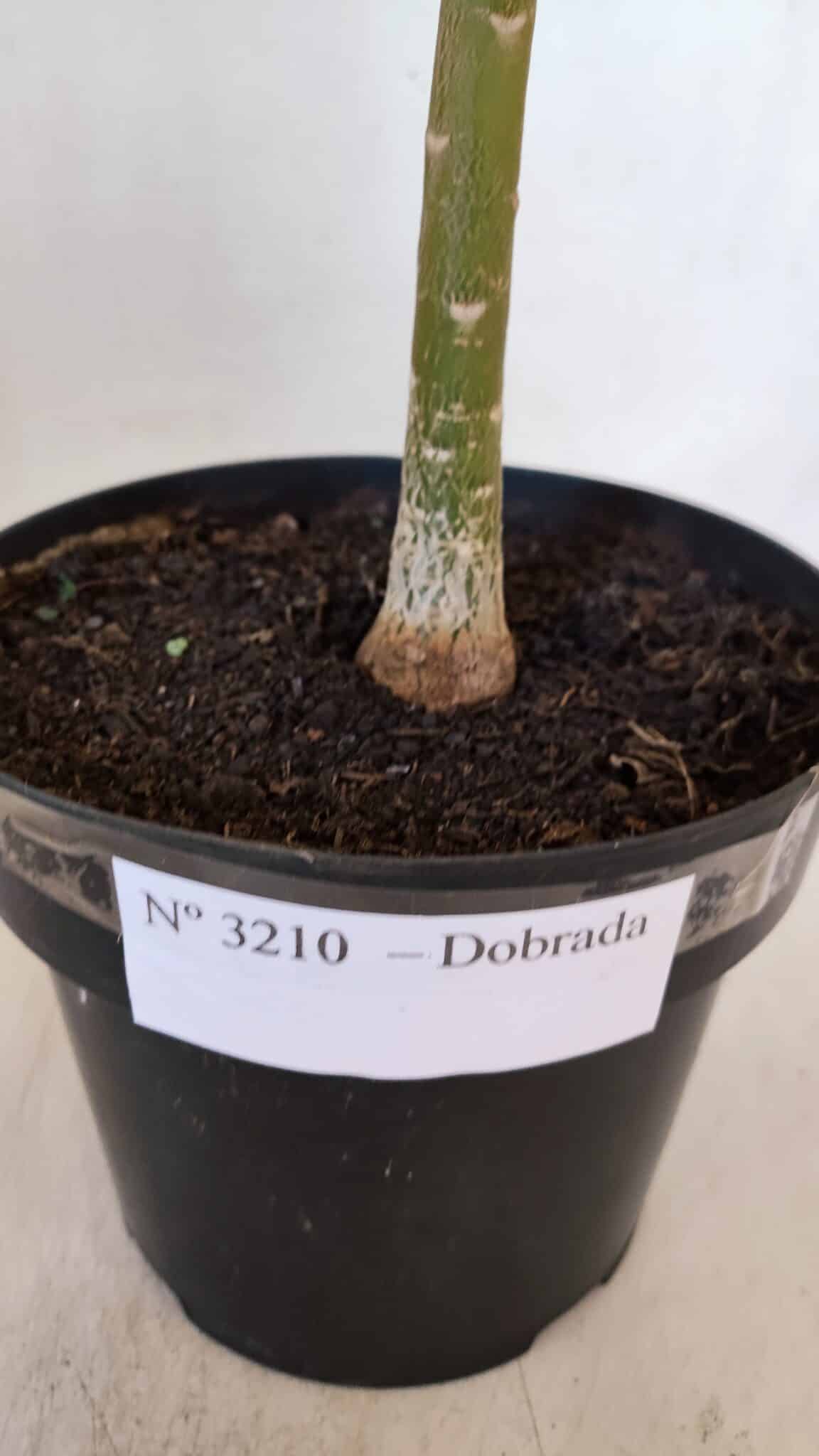 Planta Dobrada 3210 – 40cm – 03 anos - imagem 7