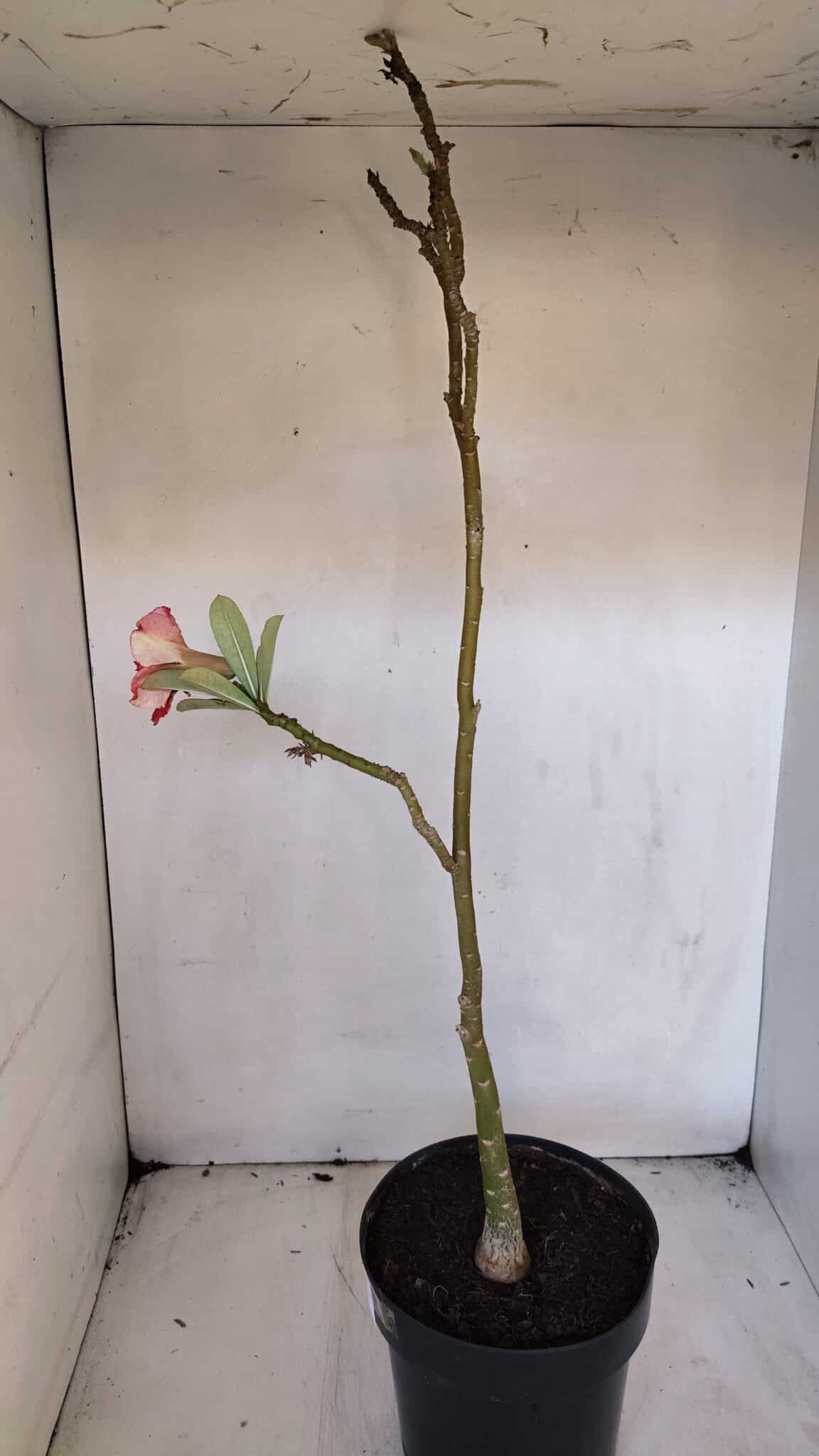 Planta Dobrada 3210 – 40cm – 03 anos - imagem 6