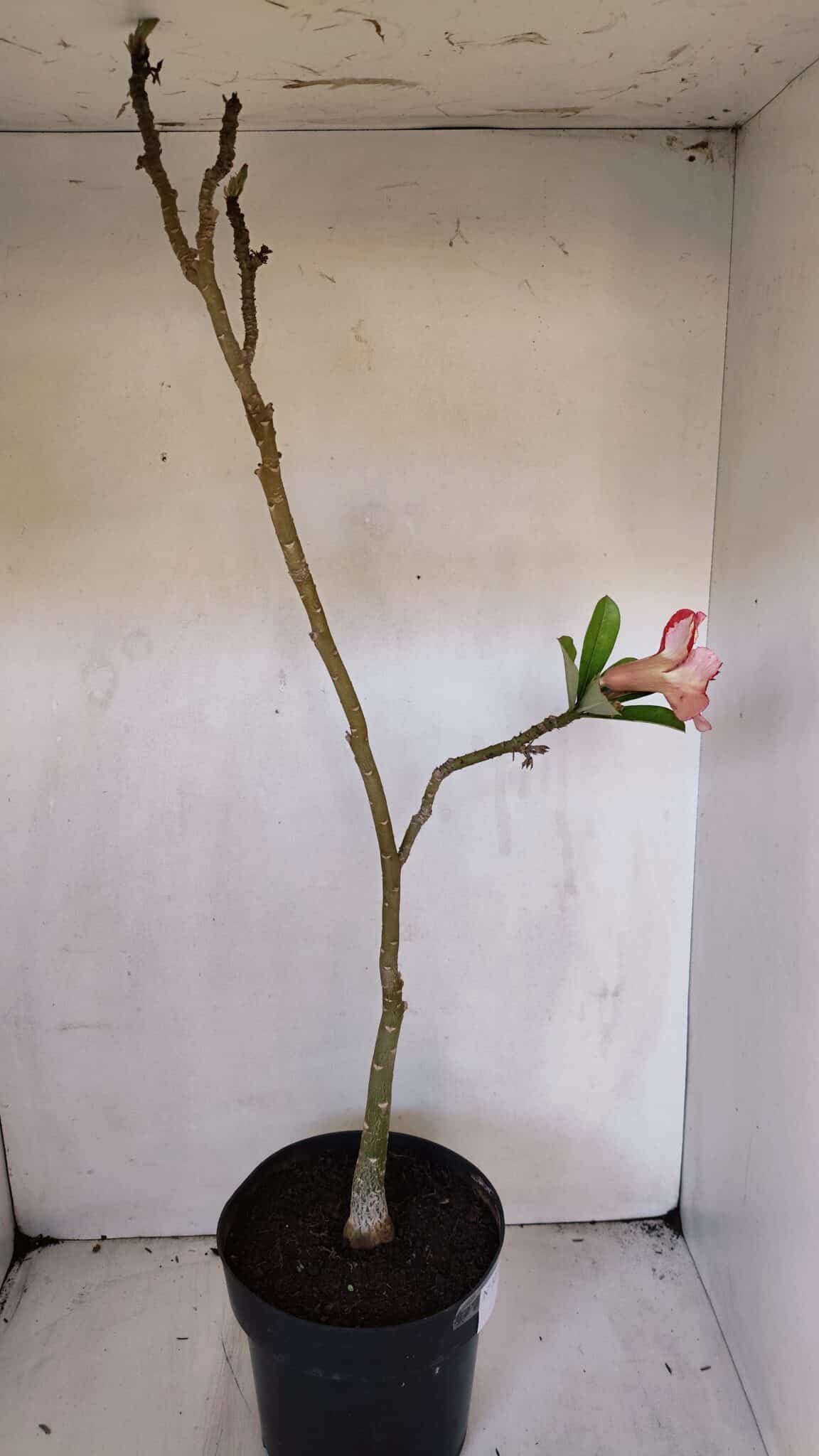 Planta Dobrada 3210 – 40cm – 03 anos - imagem 5