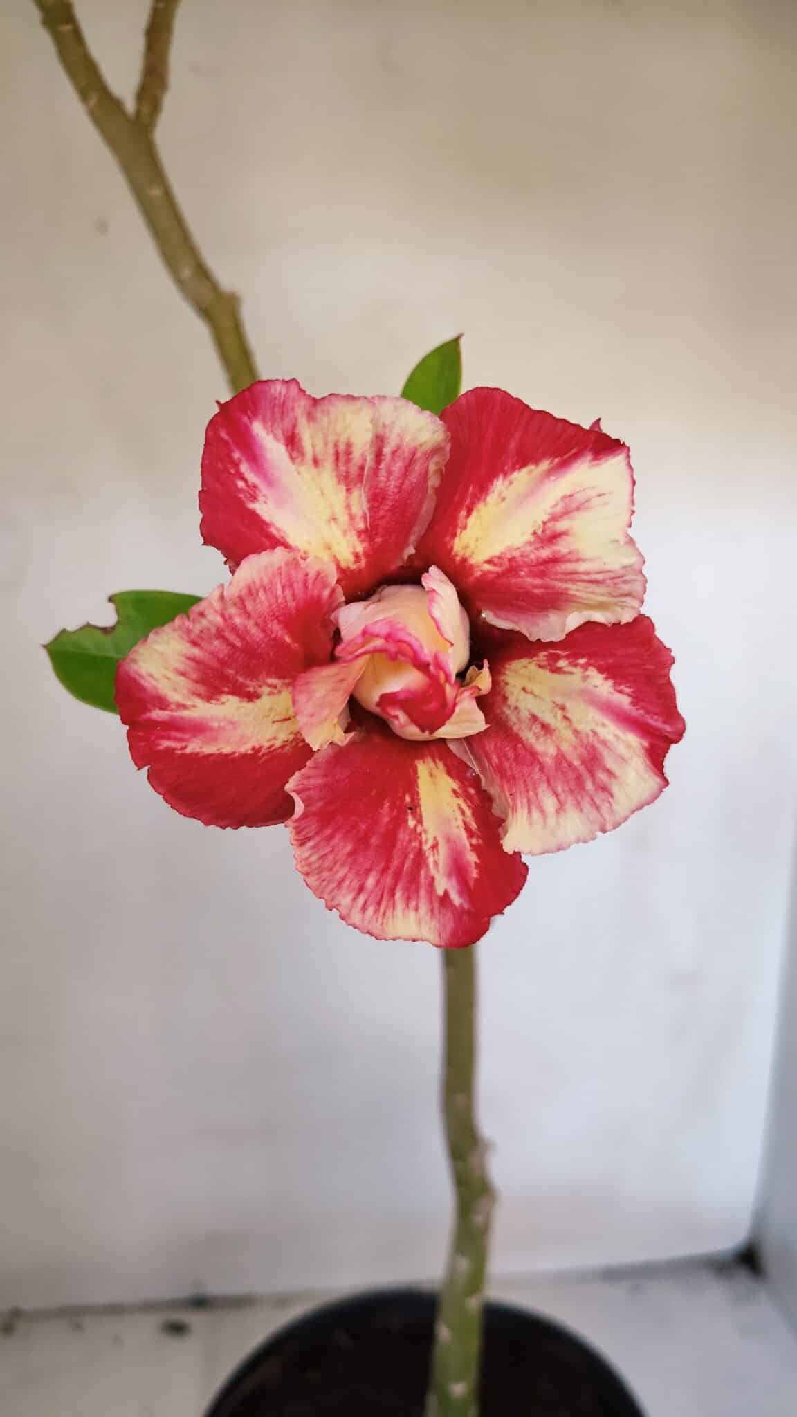 Planta Dobrada 3210 – 40cm – 03 anos - imagem 3