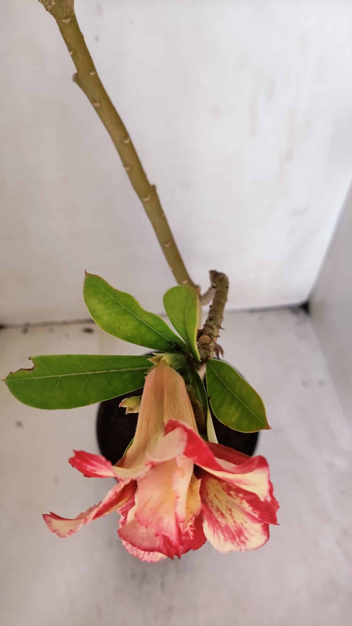 Planta Dobrada 3210 – 40cm – 03 anos - imagem 4