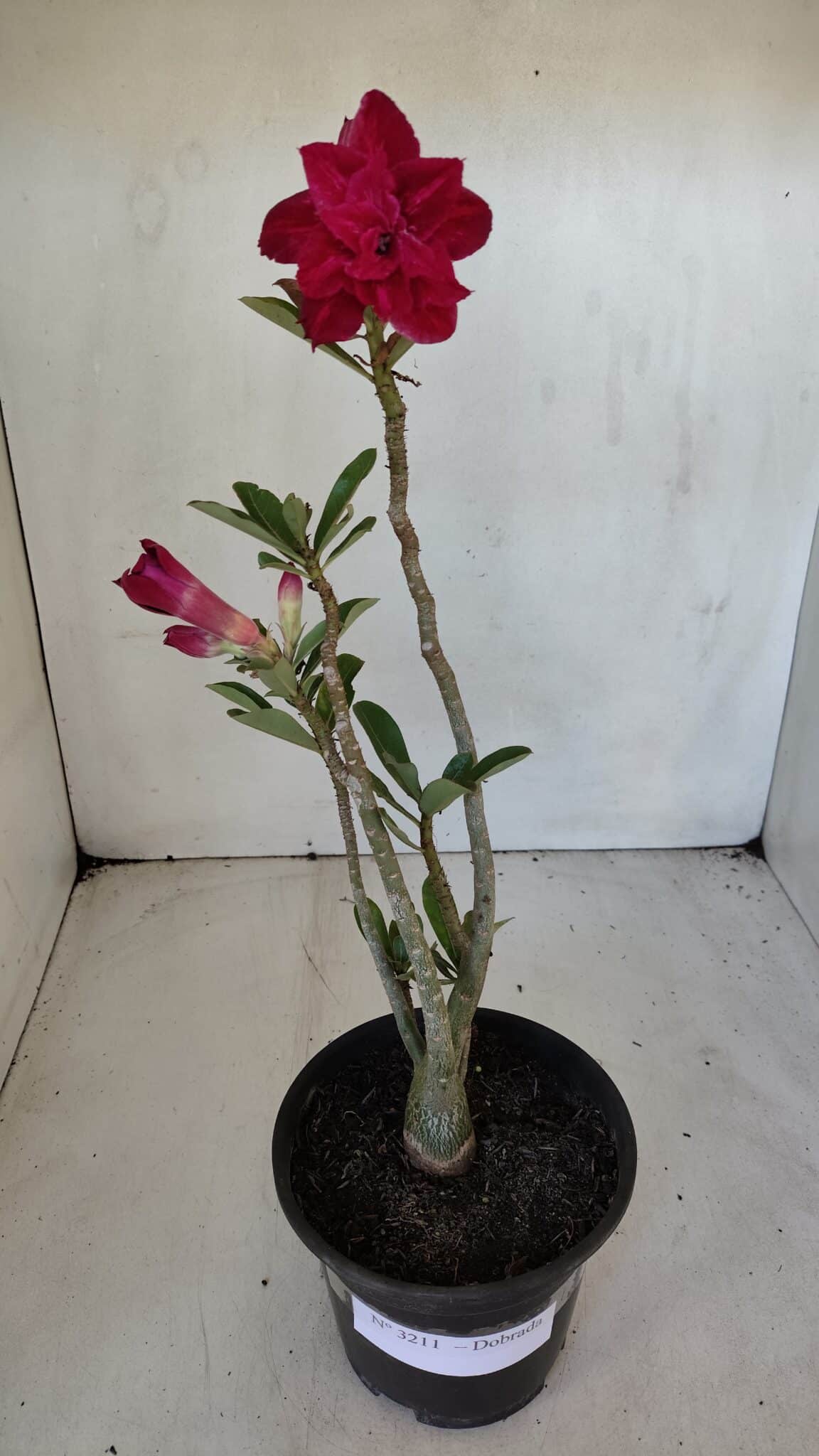 Planta Dobrada 3211 – 35cm – 03 anos