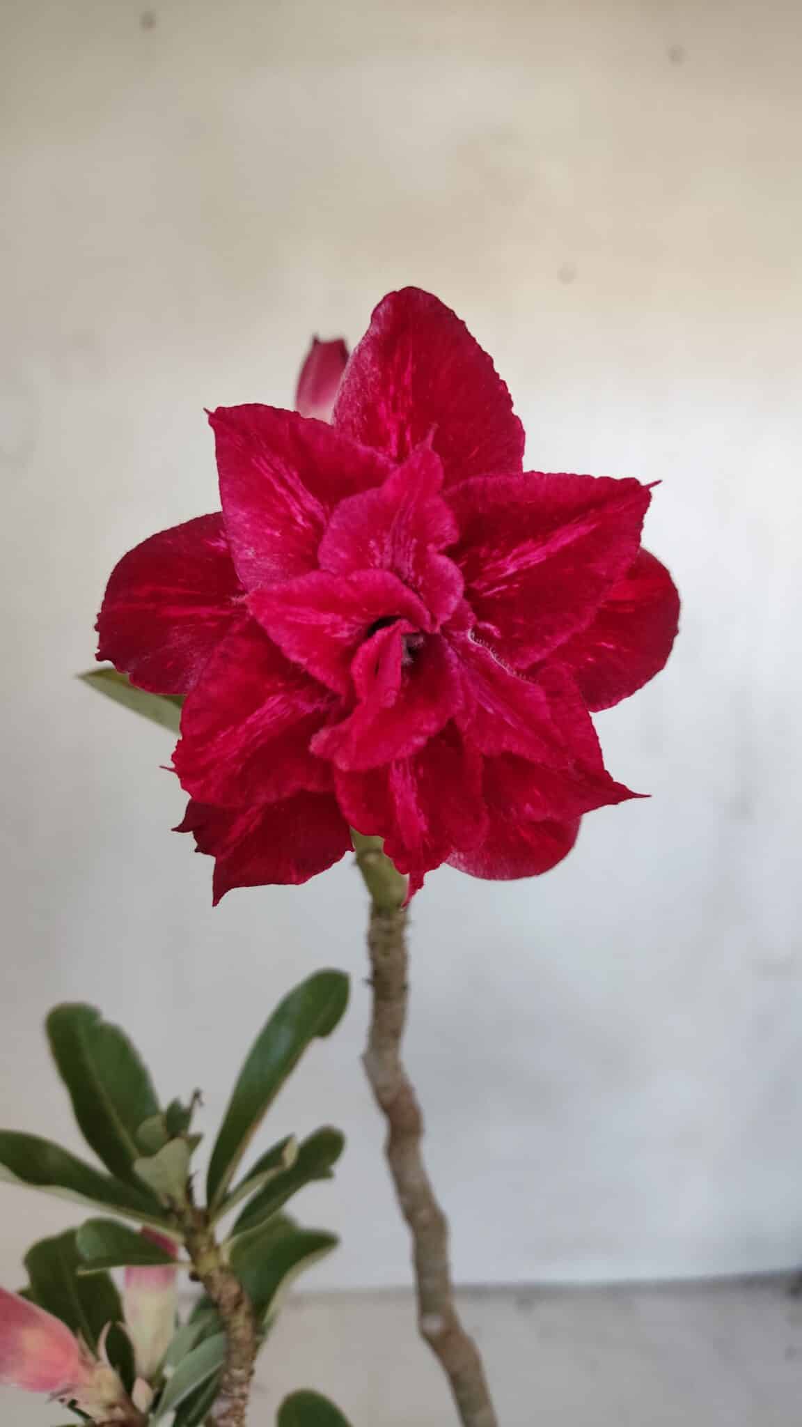 Planta Dobrada 3211 – 35cm – 03 anos