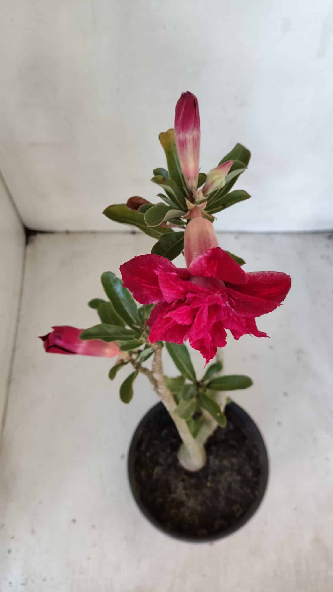 Planta Dobrada 3211 – 35cm – 03 anos