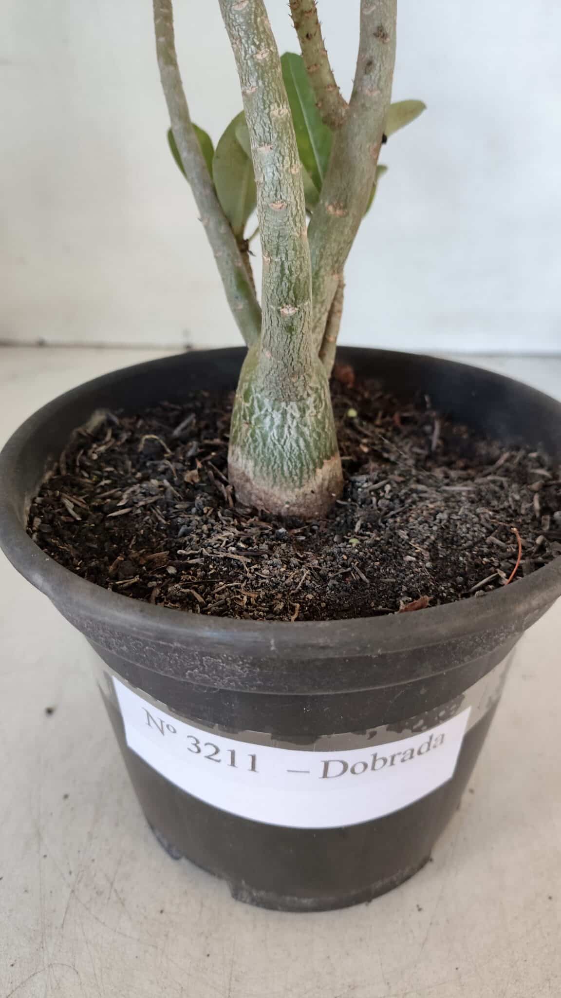 Planta Dobrada 3211 – 35cm – 03 anos