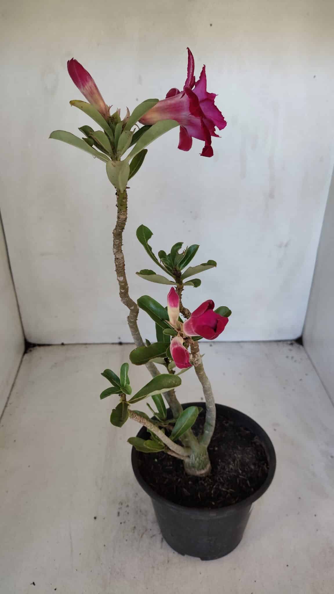 Planta Dobrada 3211 – 35cm – 03 anos