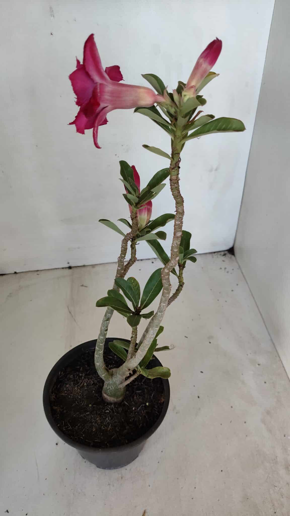 Planta Dobrada 3211 – 35cm – 03 anos