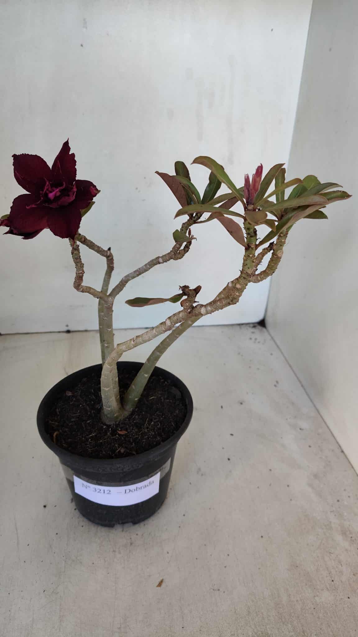 Planta Dobrada 3212 – 35cm – 03 anos