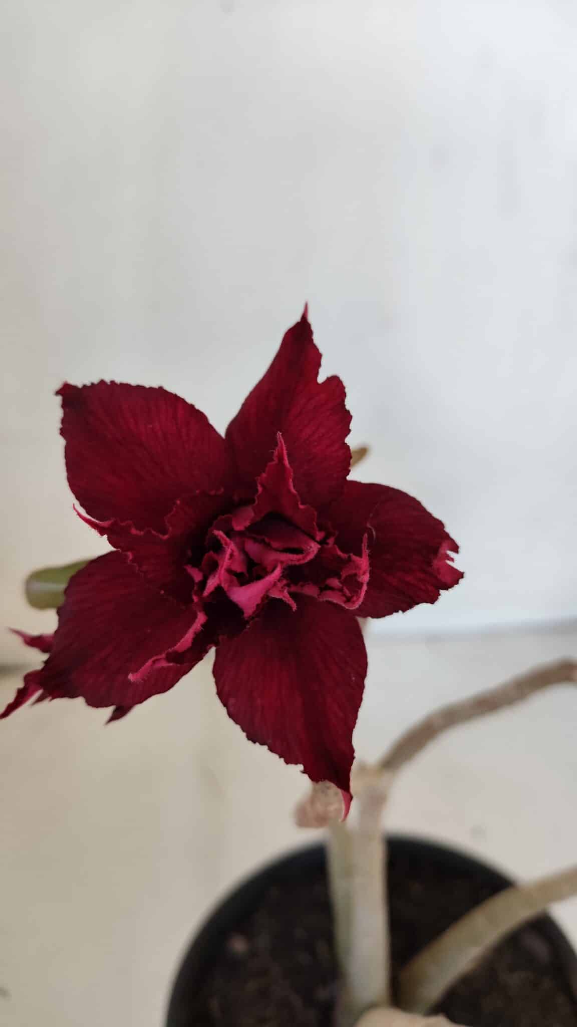 Planta Dobrada 3212 – 35cm – 03 anos