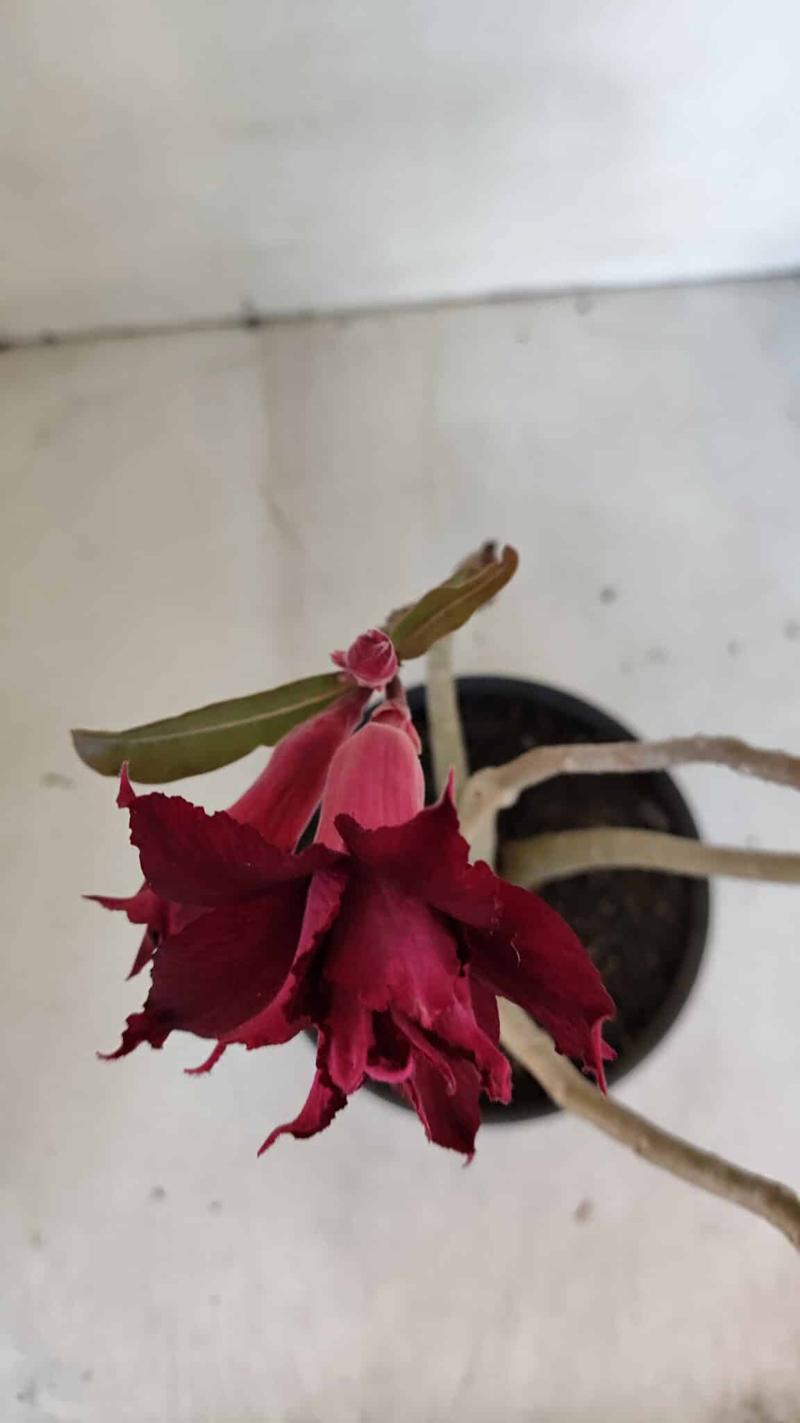 Planta Dobrada 3212 – 35cm – 03 anos