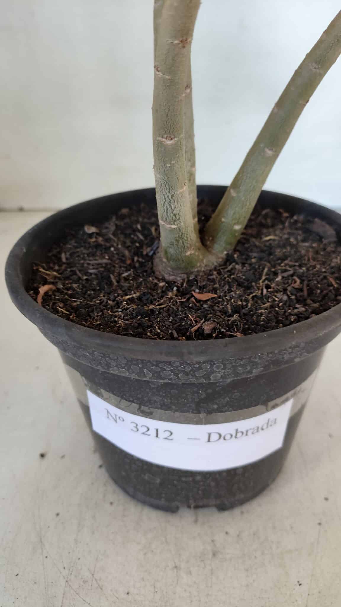 Planta Dobrada 3212 – 35cm – 03 anos