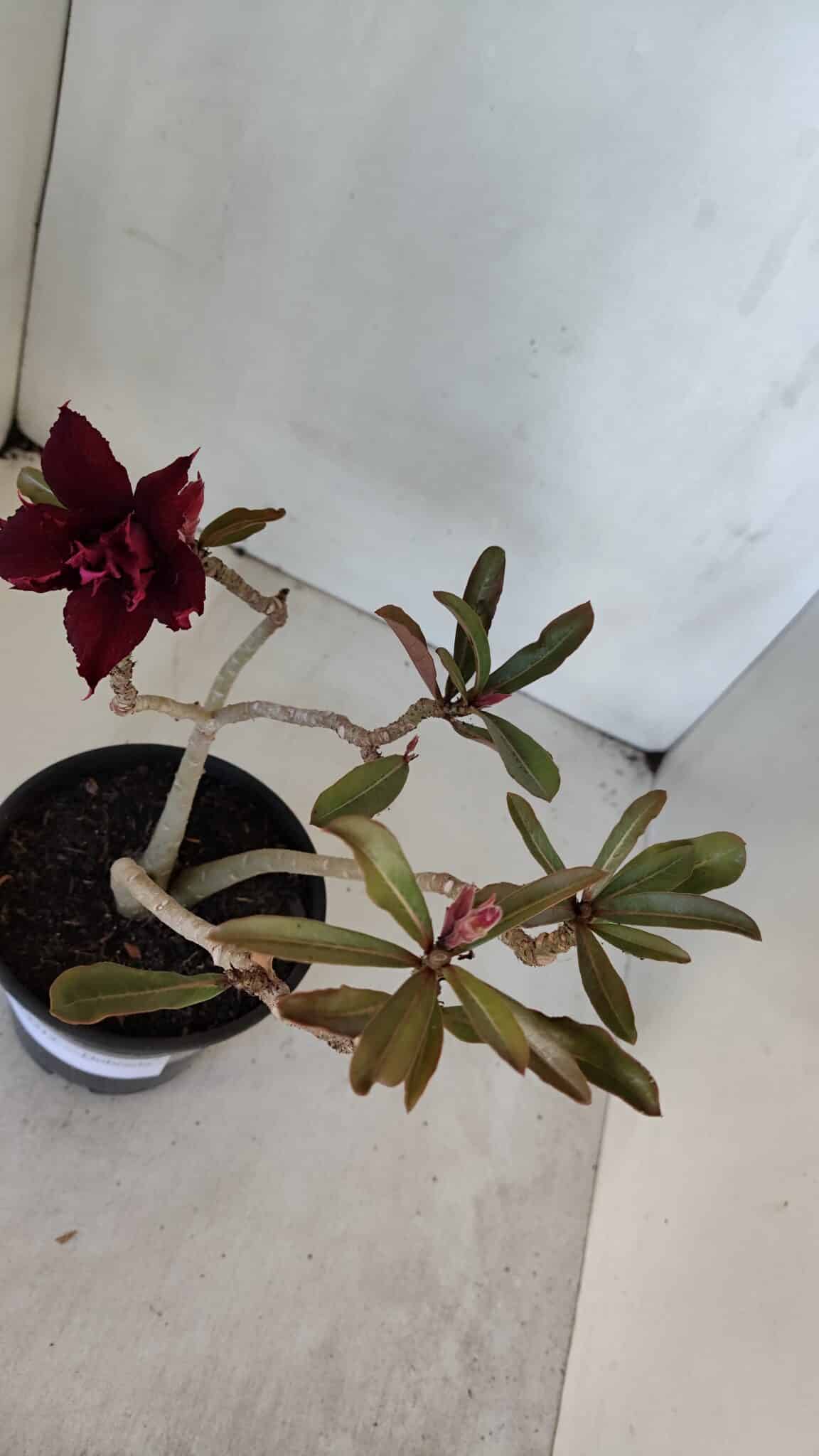 Planta Dobrada 3212 – 35cm – 03 anos