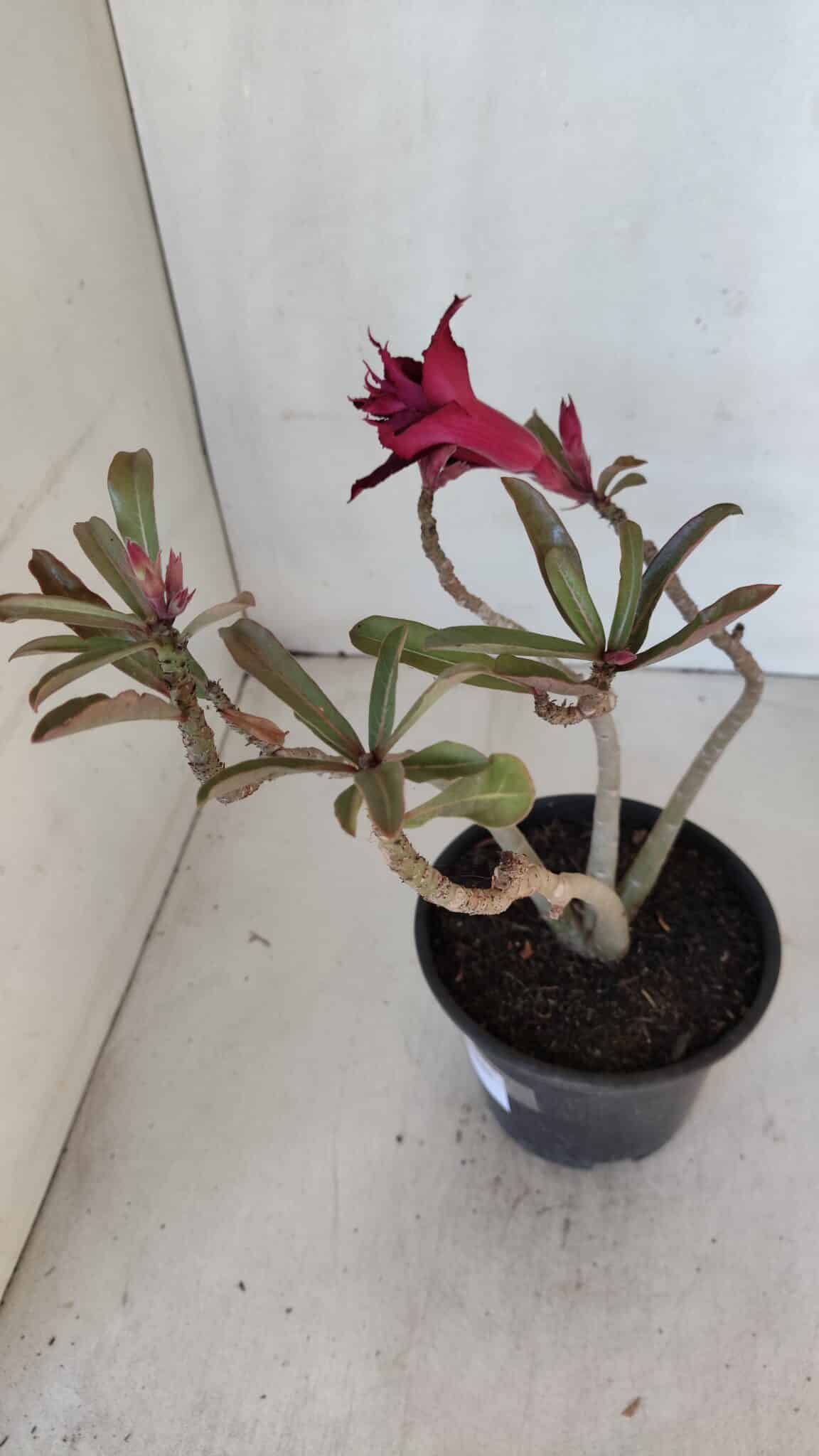 Planta Dobrada 3212 – 35cm – 03 anos