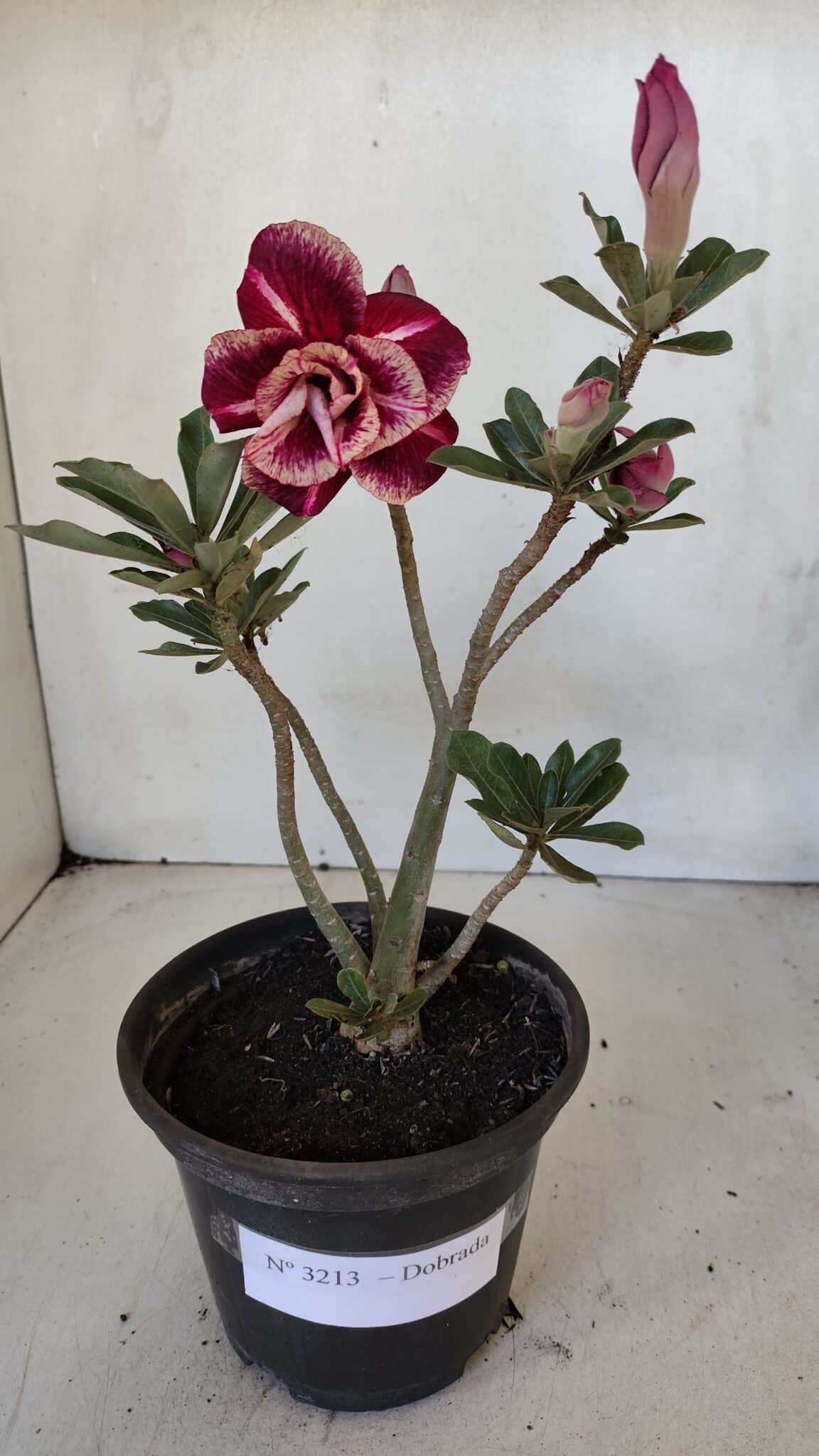 Planta Dobrada 3213 – 30cm – 03 anos