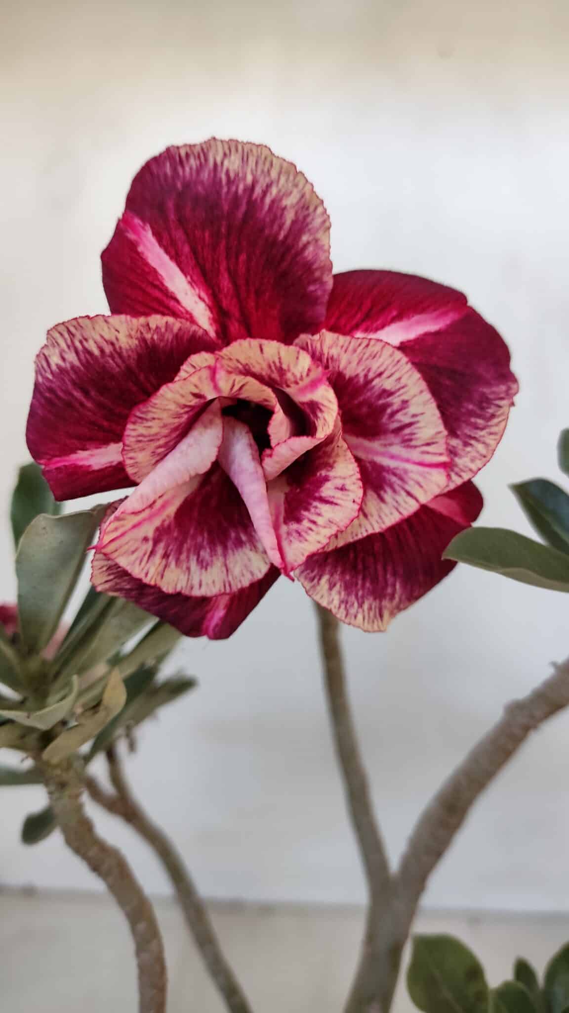 Planta Dobrada 3213 – 30cm – 03 anos