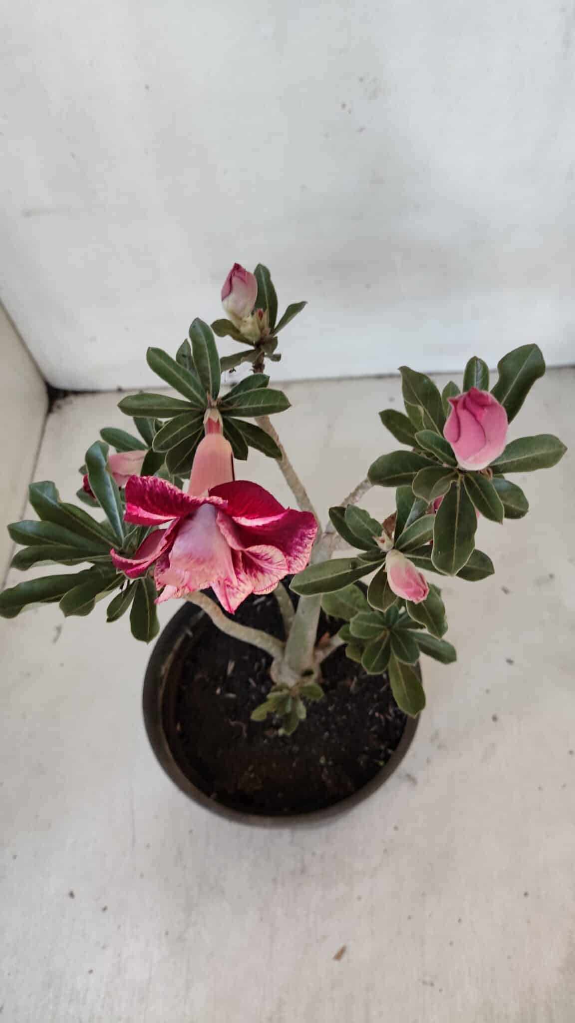 Planta Dobrada 3213 – 30cm – 03 anos