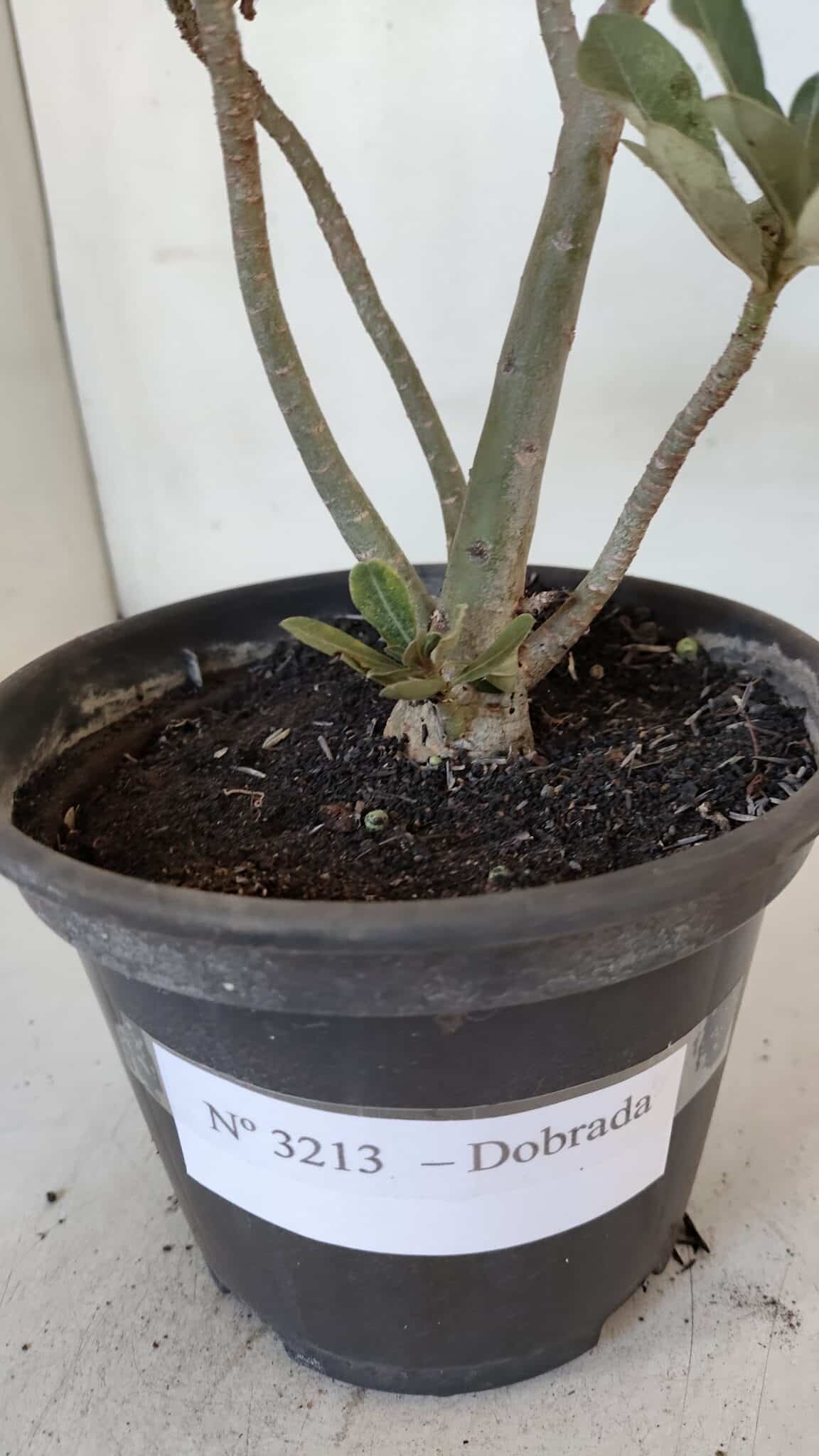 Planta Dobrada 3213 – 30cm – 03 anos
