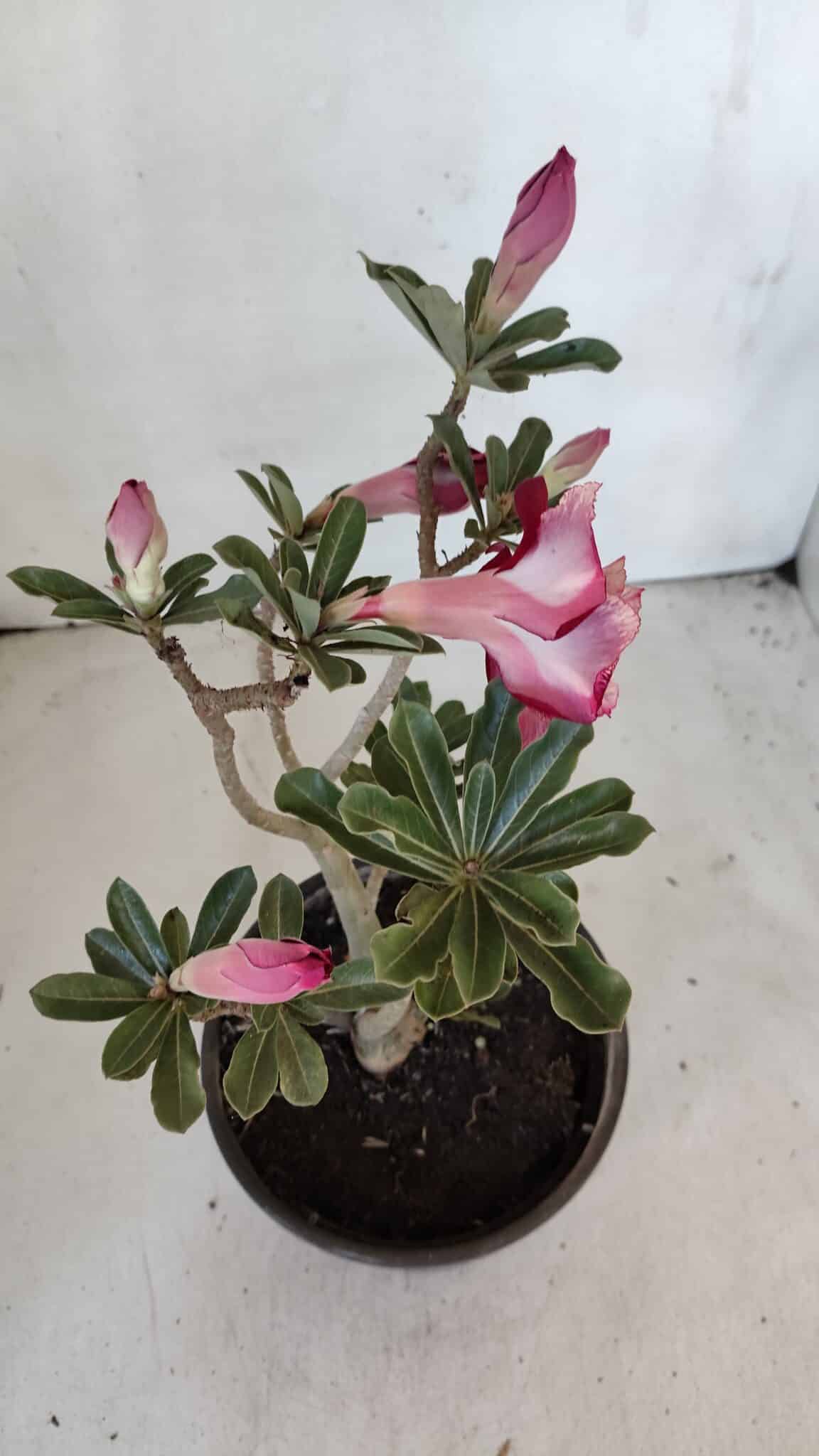 Planta Dobrada 3213 – 30cm – 03 anos