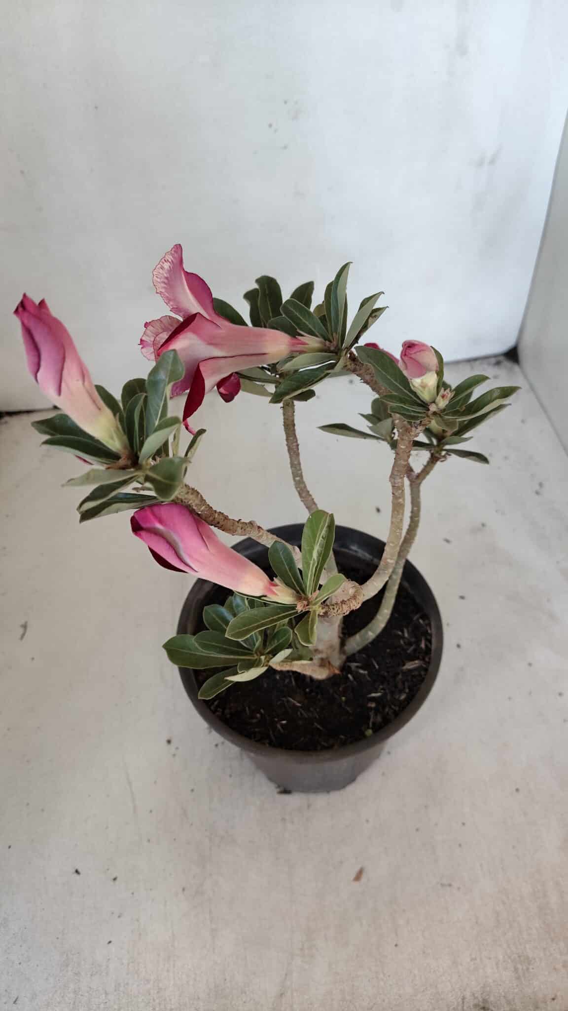 Planta Dobrada 3213 – 30cm – 03 anos