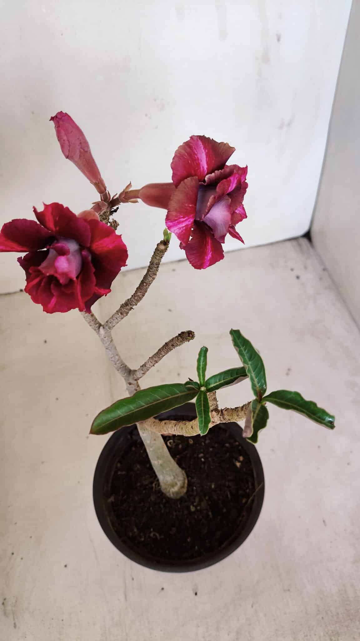 Planta Dobrada 3214 – 30cm – 02 anos - foto 2