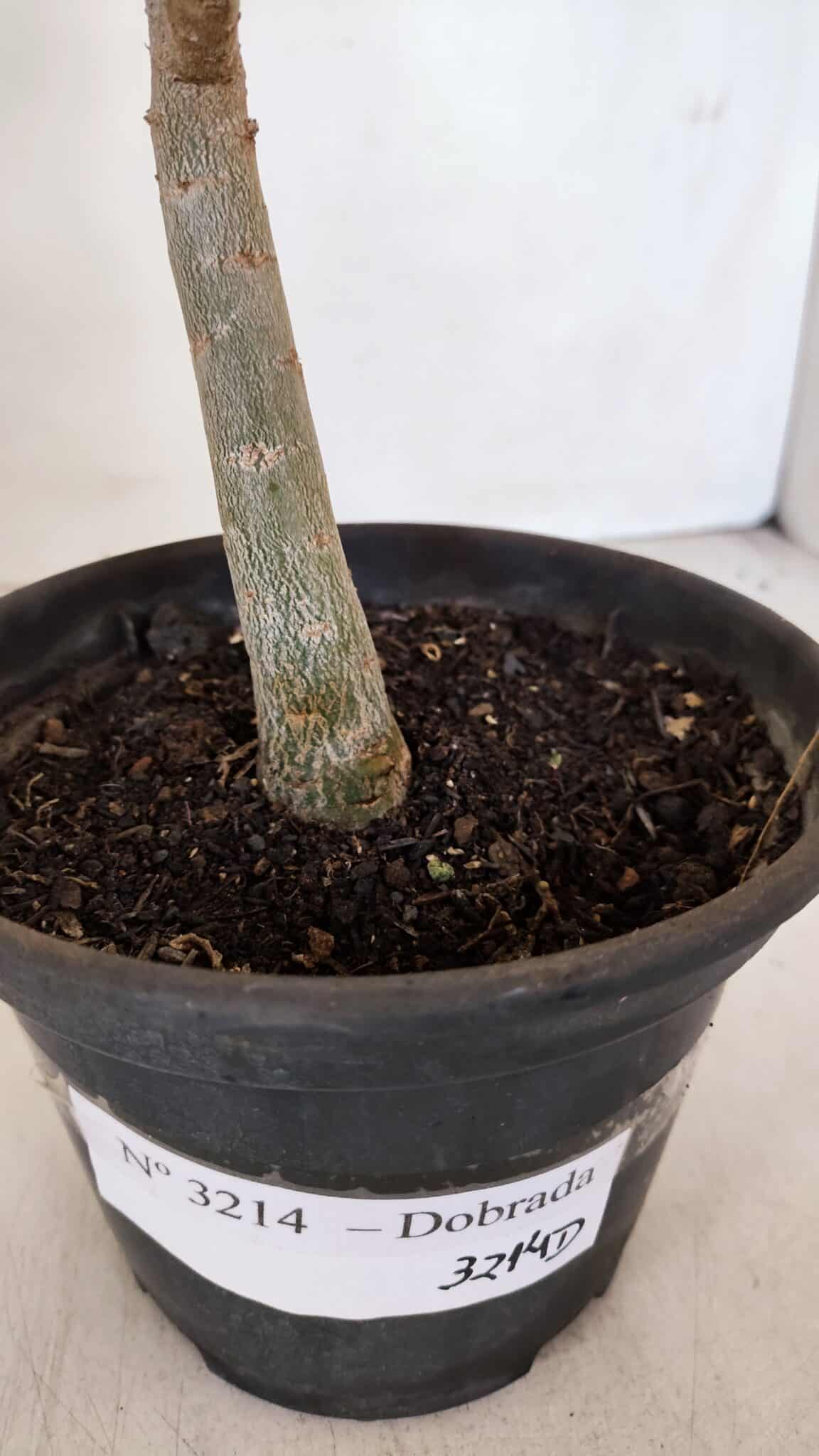 Planta Dobrada 3214 – 30cm – 02 anos - foto 5