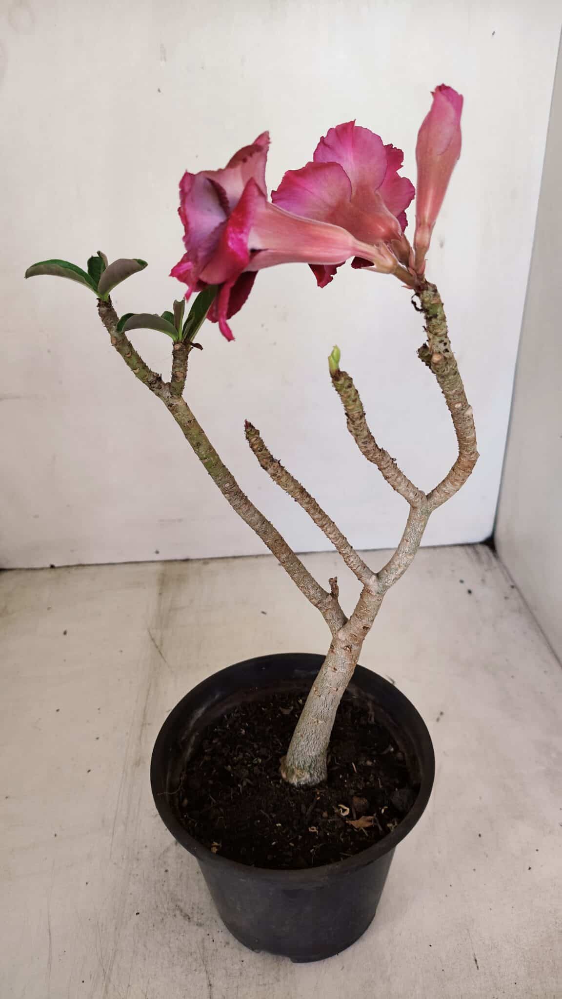 Planta Dobrada 3214 – 30cm – 02 anos - foto 4