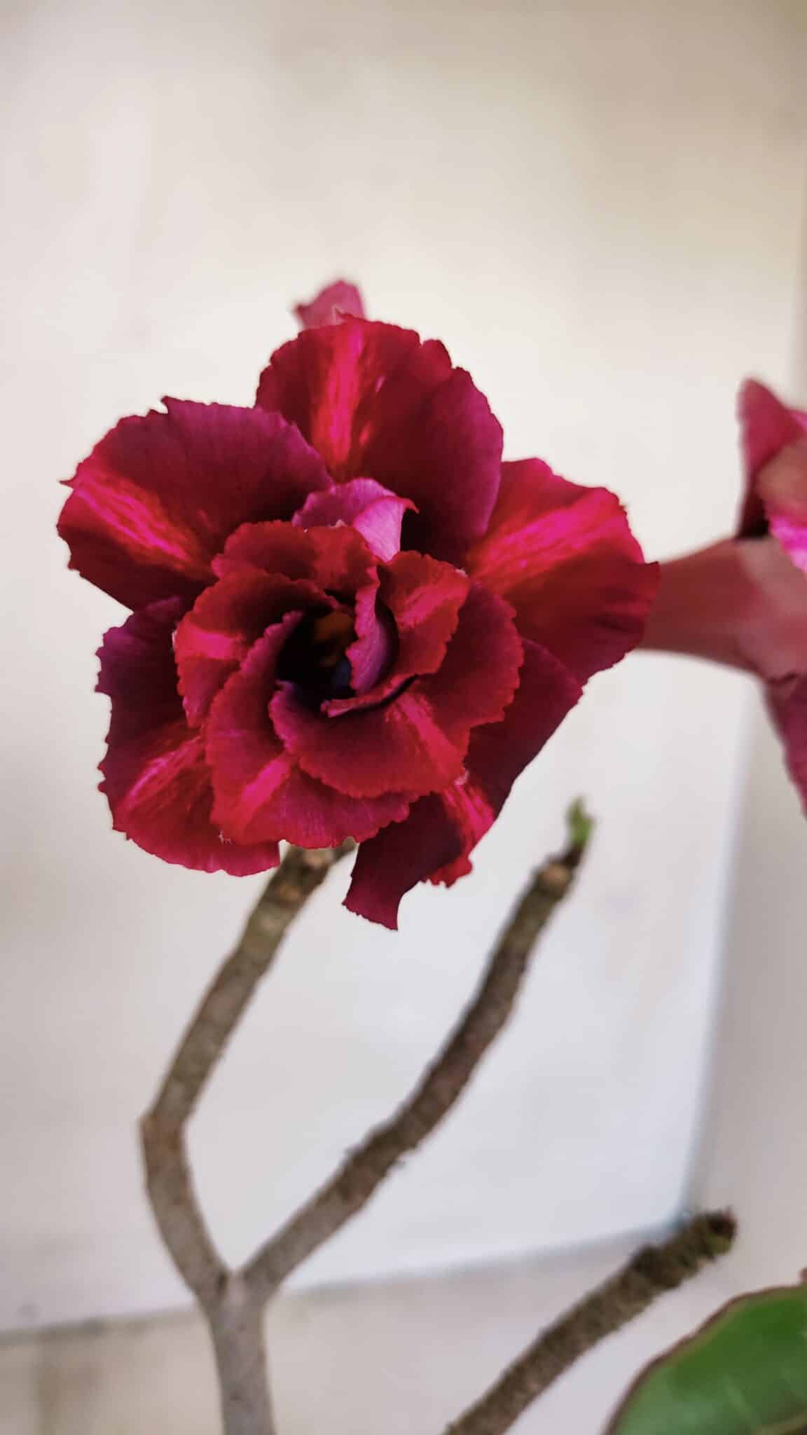 Planta Dobrada 3214 – 30cm – 02 anos - foto 3