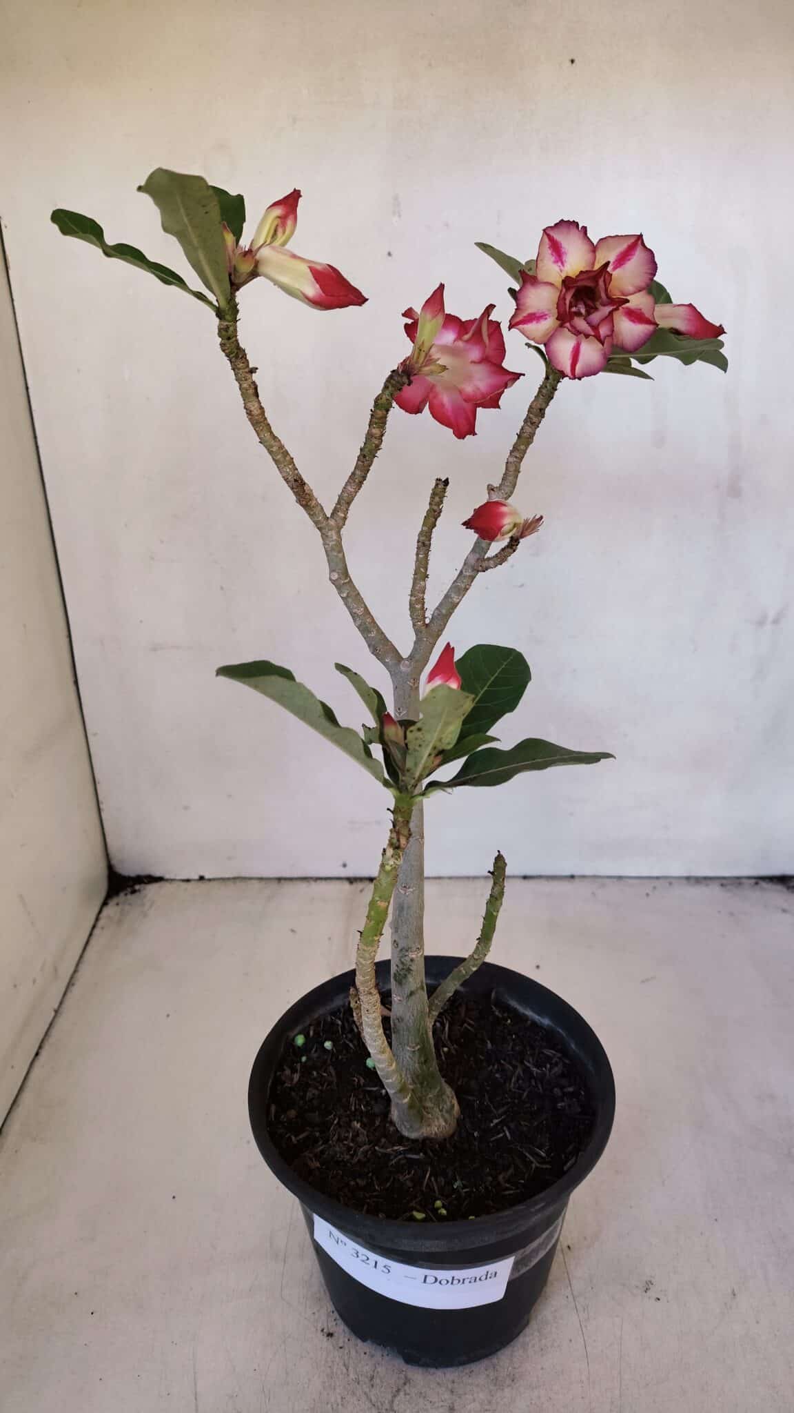 Planta Dobrada 3215 – 30cm – 03 anos