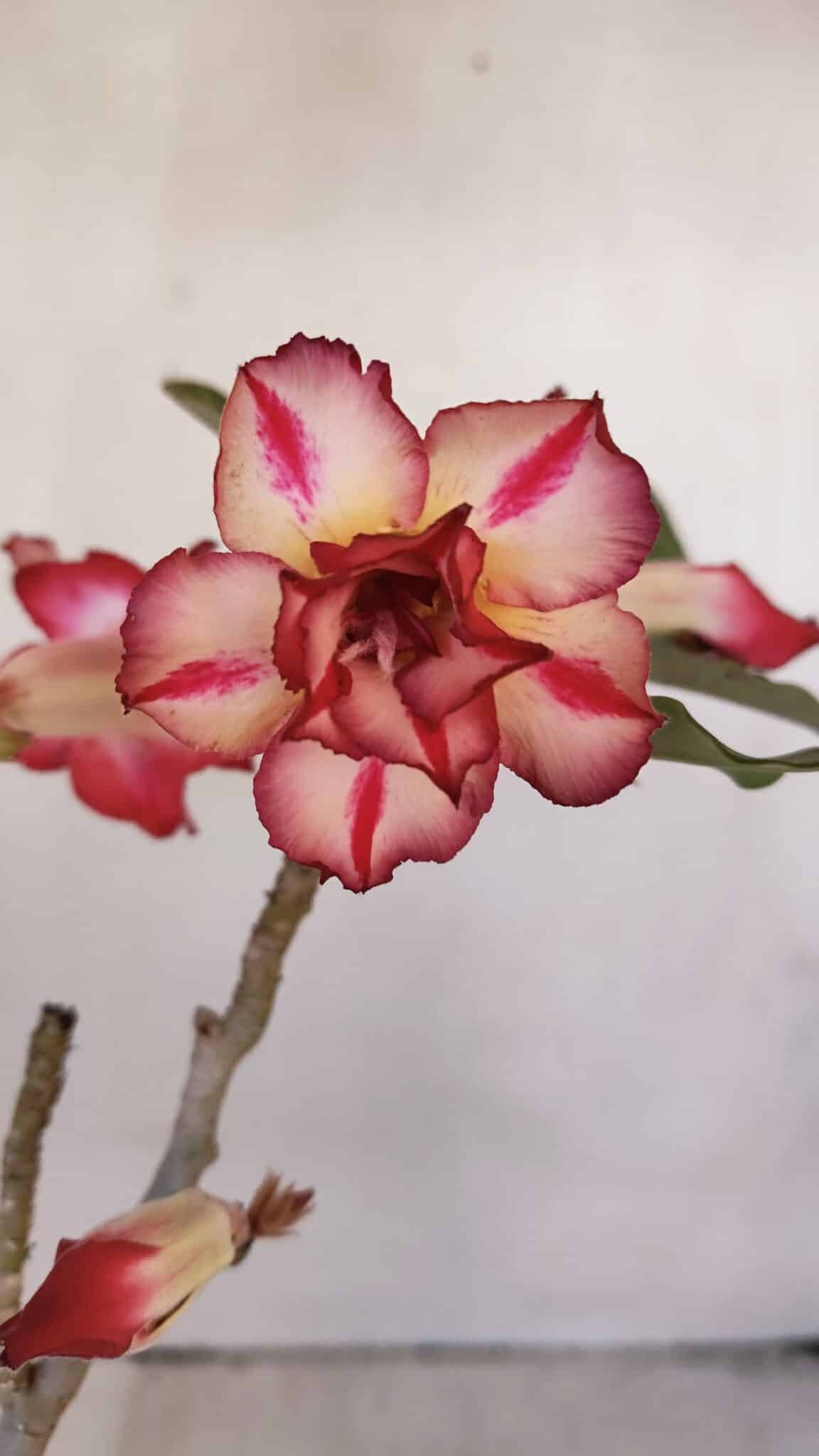 Planta Dobrada 3215 – 30cm – 03 anos