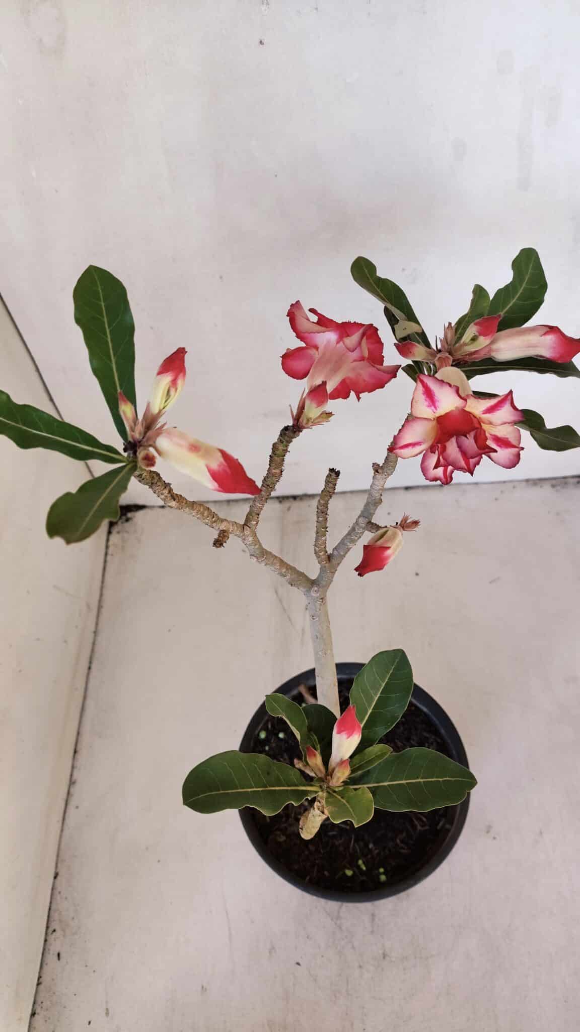 Planta Dobrada 3215 – 30cm – 03 anos