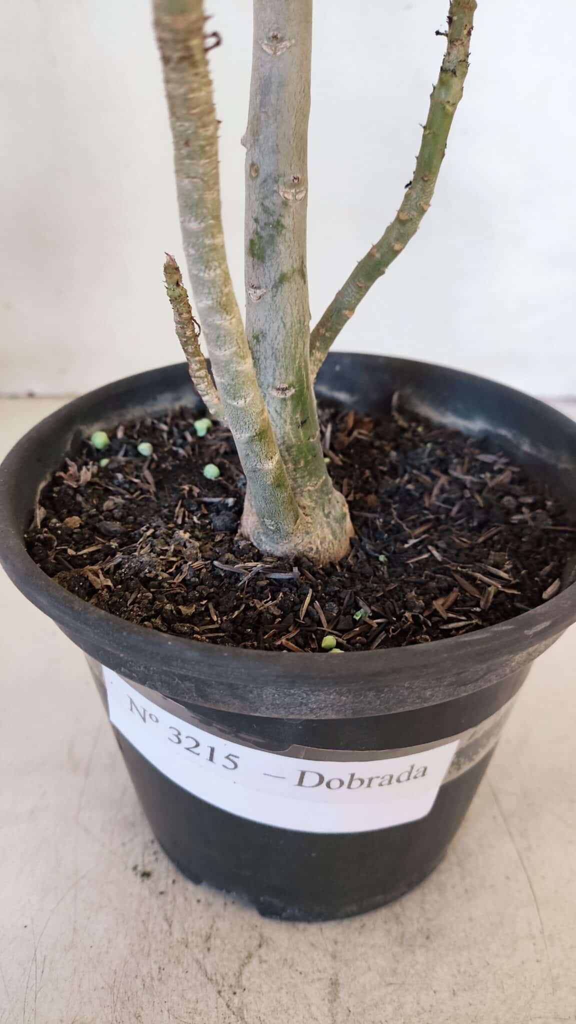 Planta Dobrada 3215 – 30cm – 03 anos