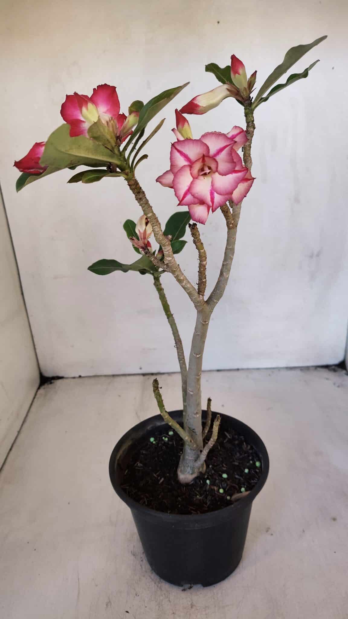 Planta Dobrada 3215 – 30cm – 03 anos