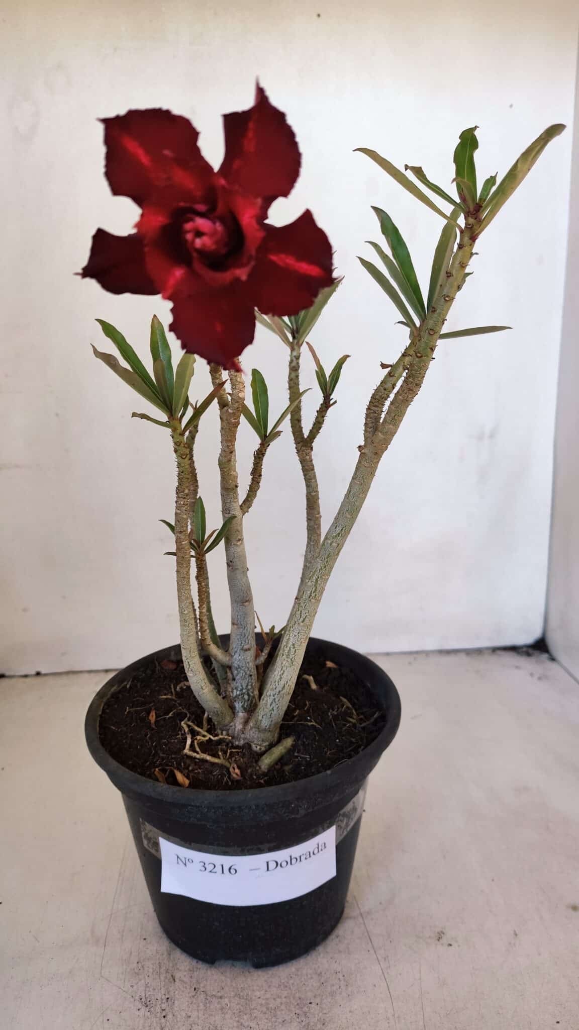 Planta Dobrada 3216 – 30cm – 03 anos