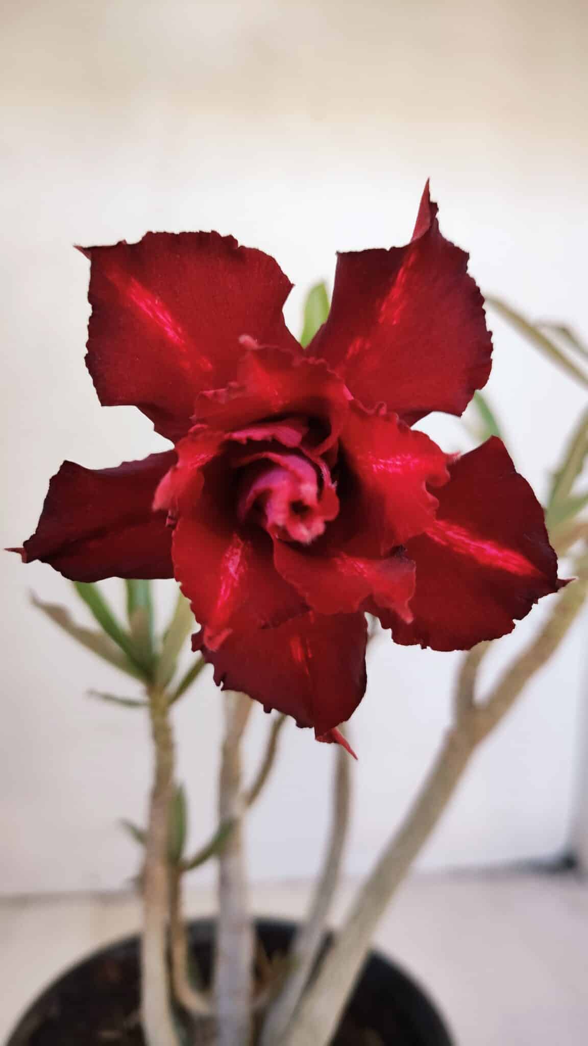 Planta Dobrada 3216 – 30cm – 03 anos
