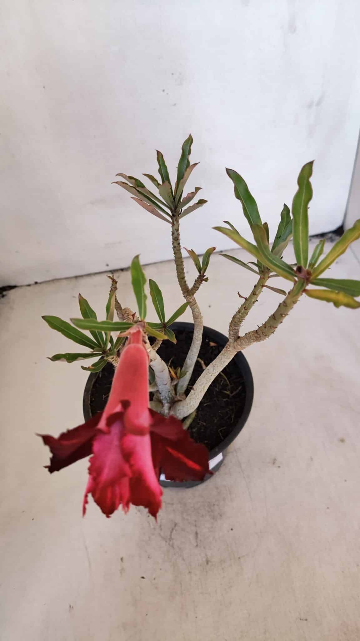 Planta Dobrada 3216 – 30cm – 03 anos