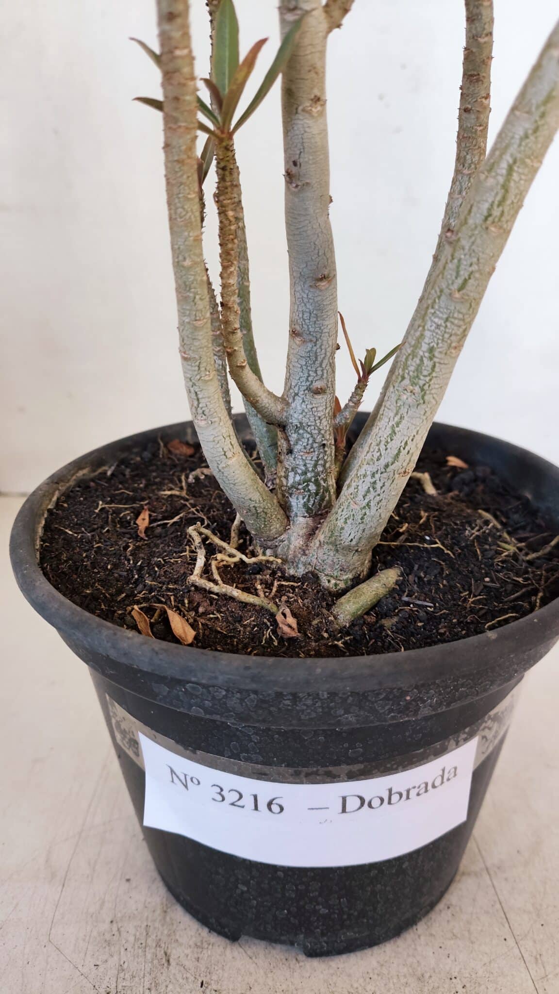 Planta Dobrada 3216 – 30cm – 03 anos