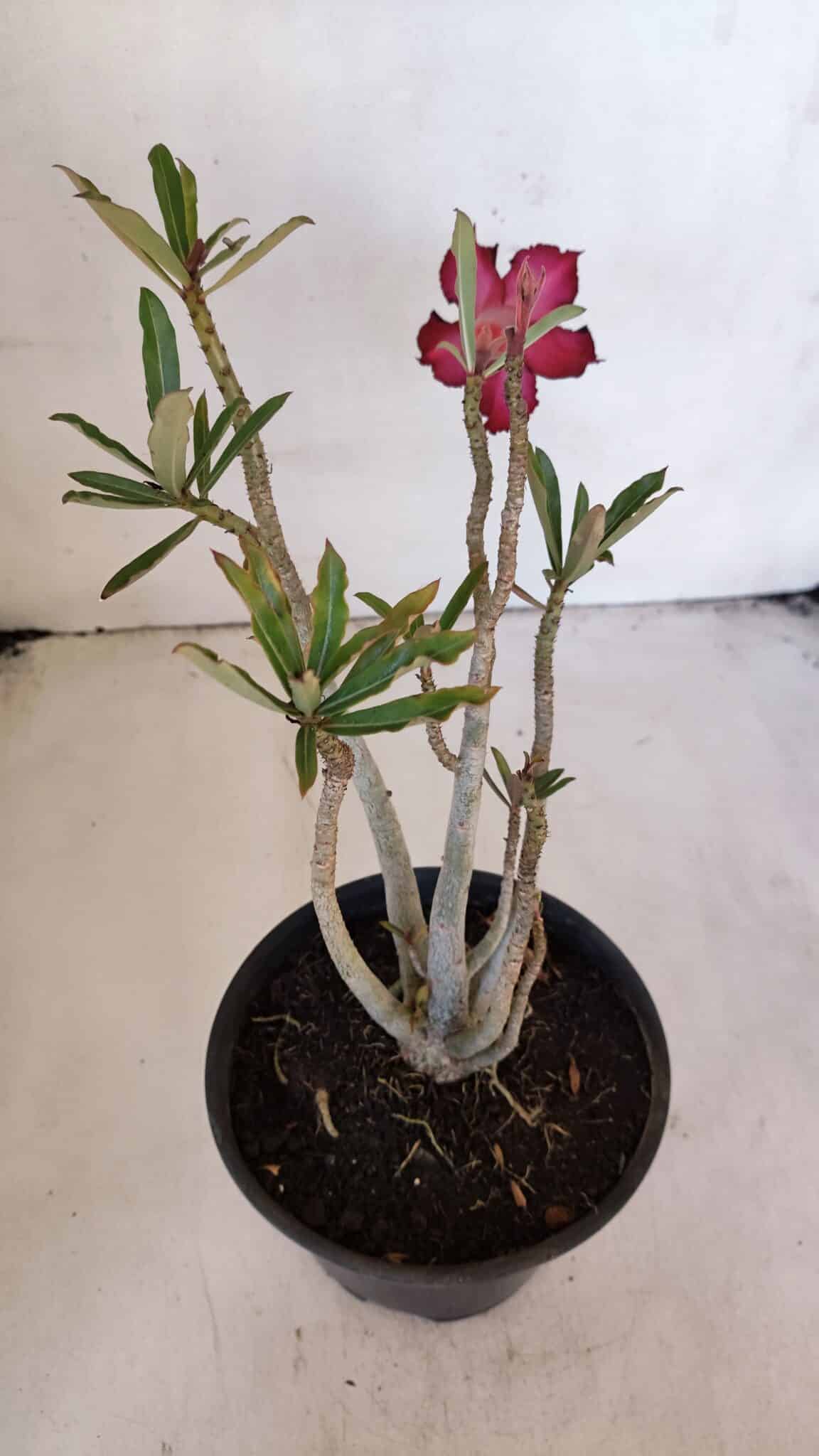 Planta Dobrada 3216 – 30cm – 03 anos