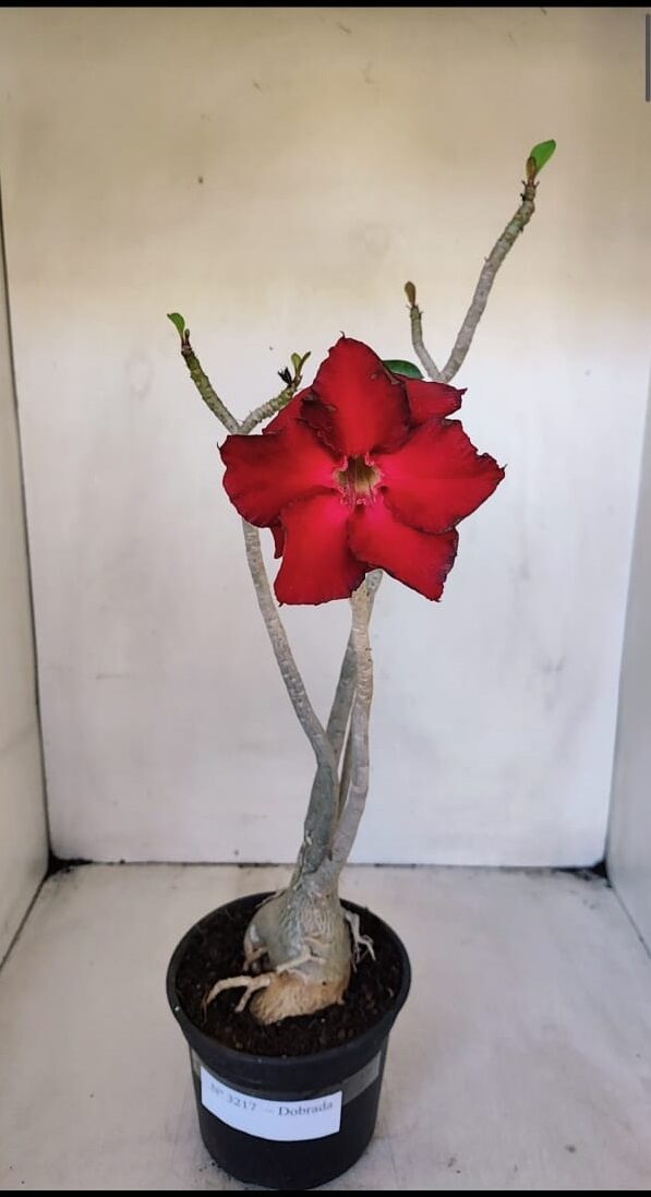 Planta Dobrada 3217 – 40cm – 03 anos
