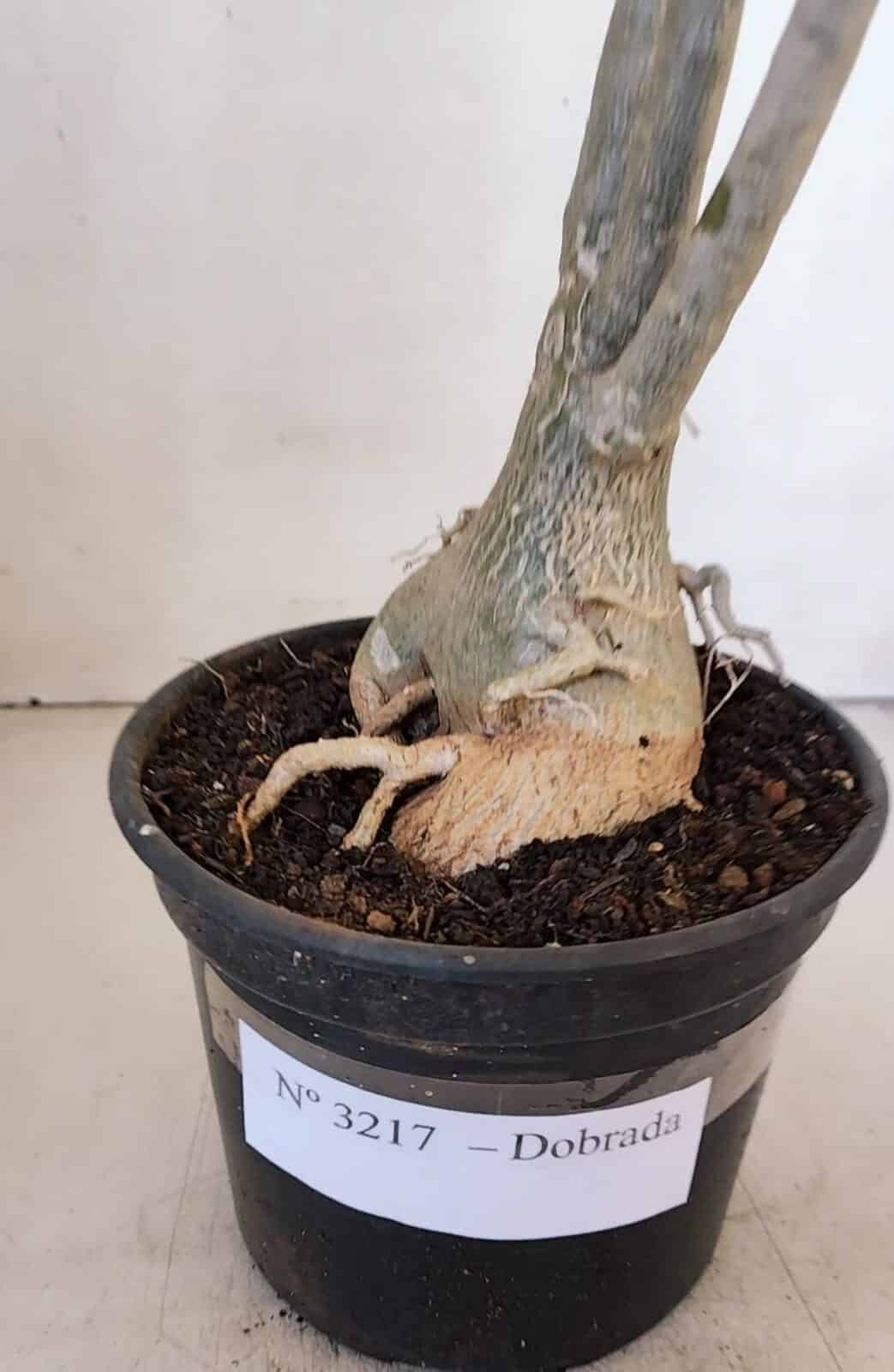 Planta Dobrada 3217 – 40cm – 03 anos