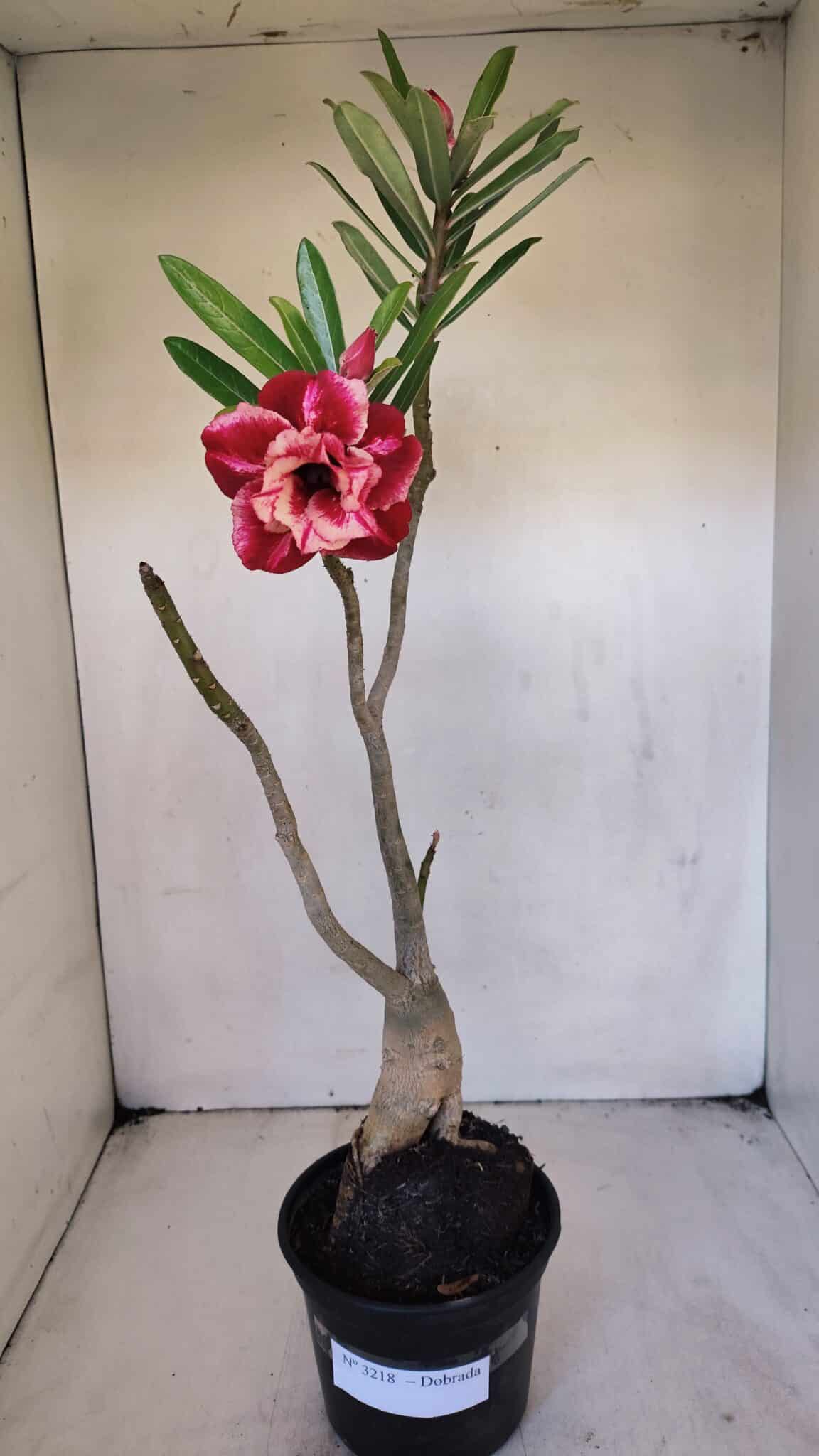 Planta Dobrada 3218 – 40cm – 03 anos