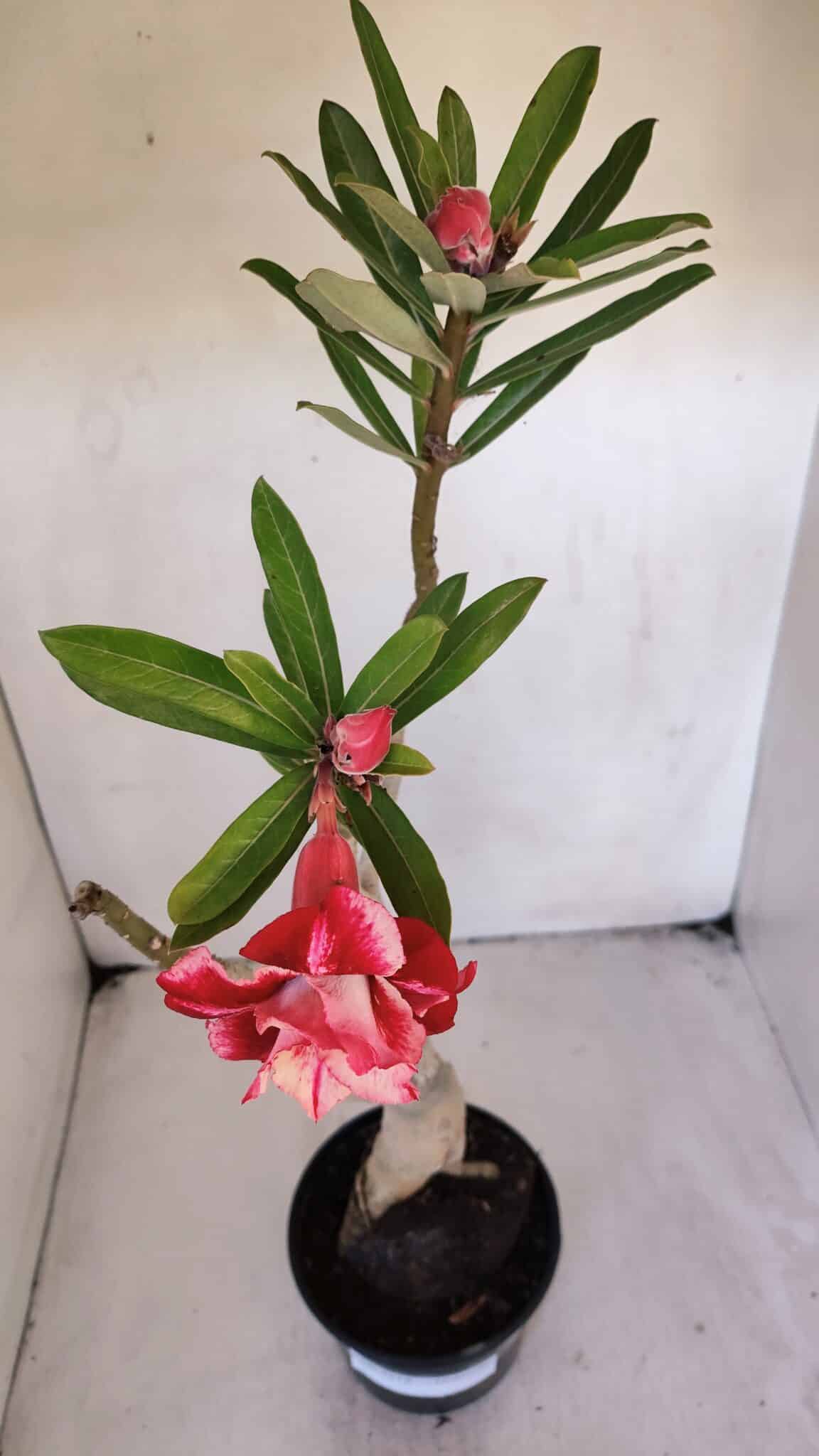 Planta Dobrada 3218 – 40cm – 03 anos