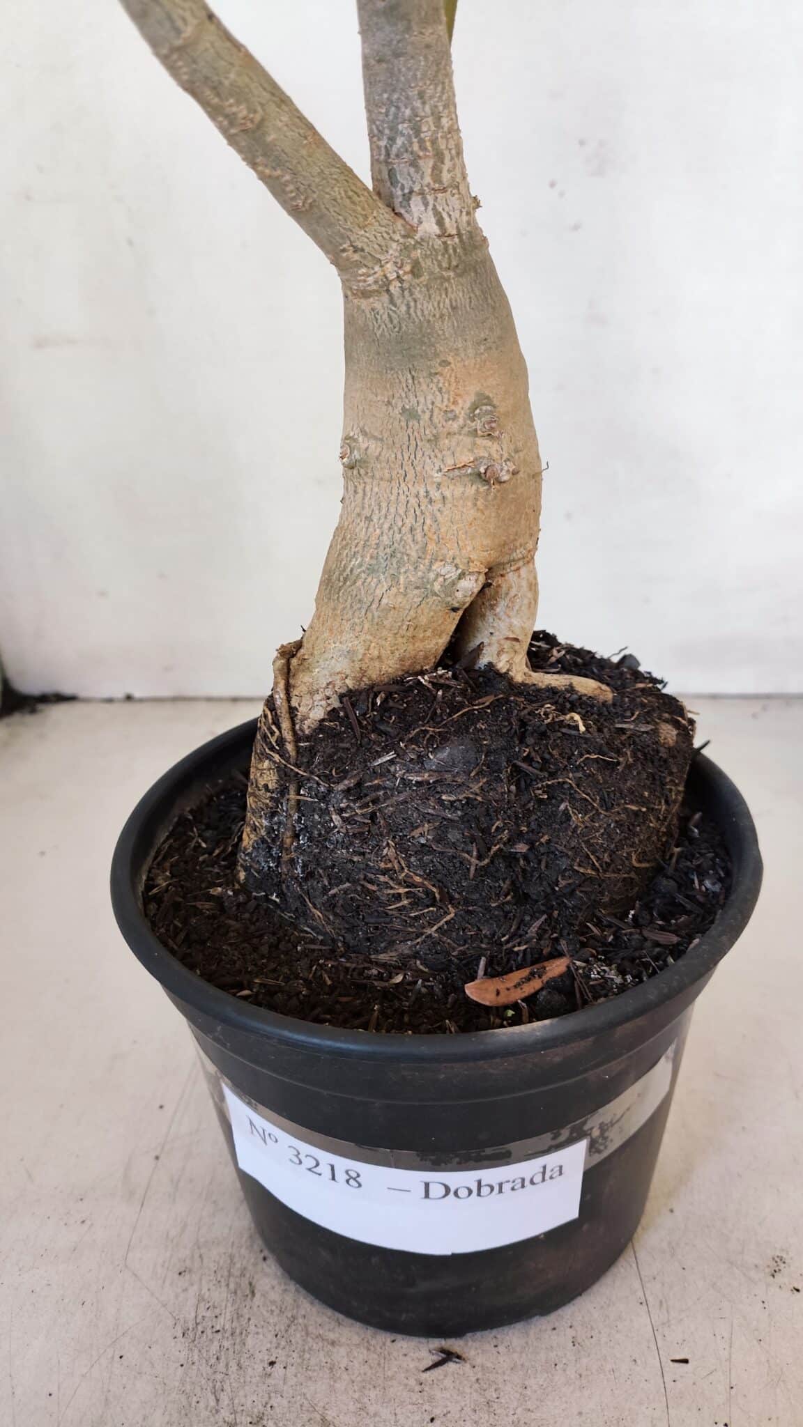 Planta Dobrada 3218 – 40cm – 03 anos