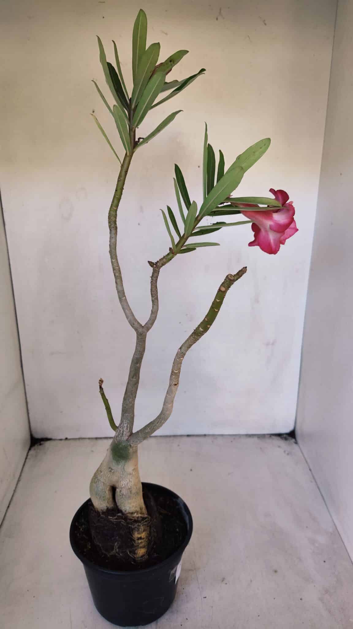 Planta Dobrada 3218 – 40cm – 03 anos