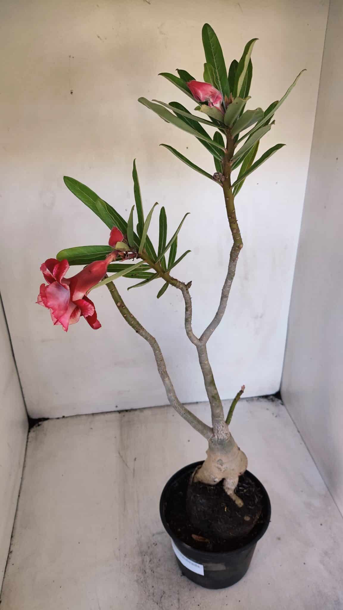 Planta Dobrada 3218 – 40cm – 03 anos